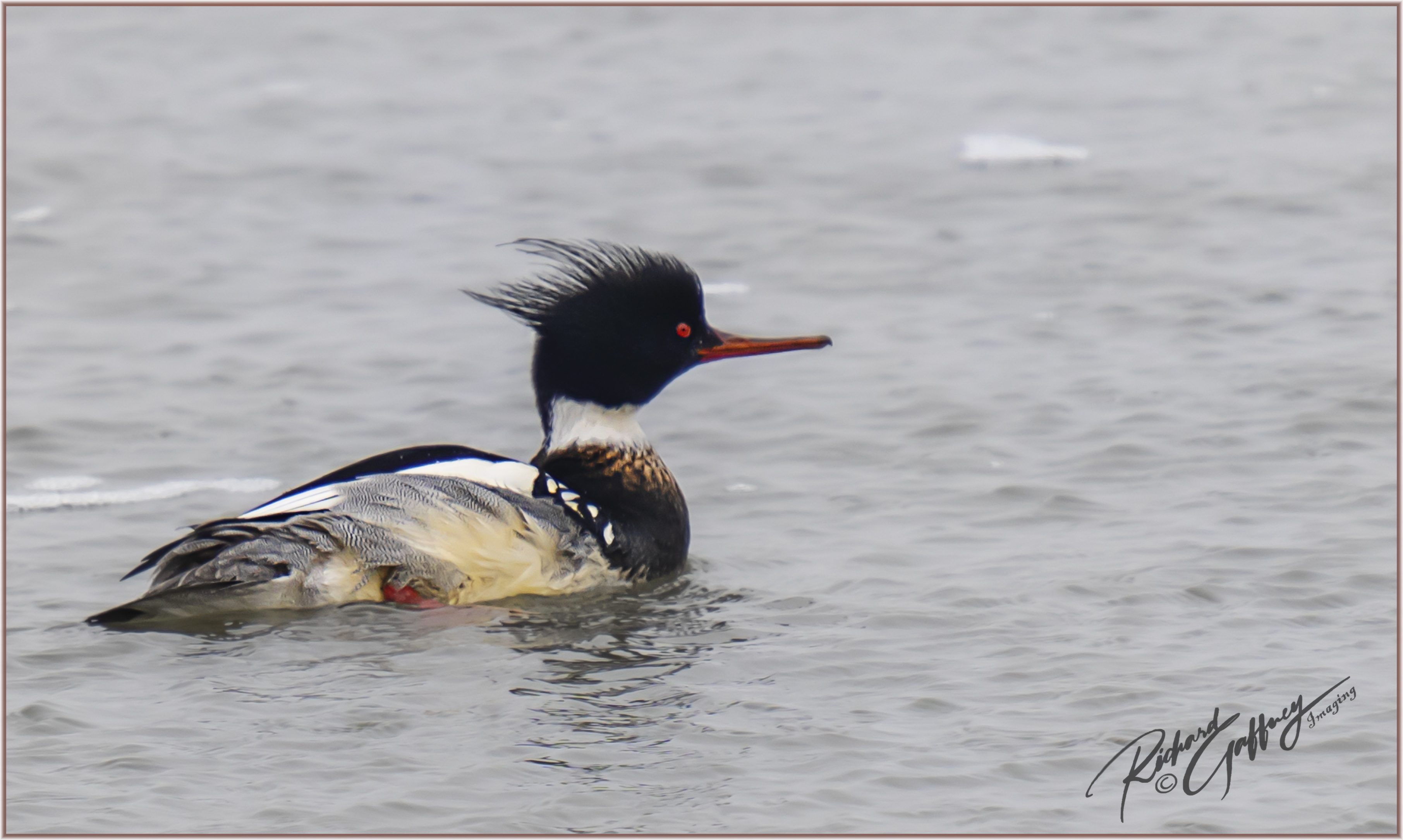 DSC05815 Red-breasted Merganser Drake  M Feb 15 2021..jpg