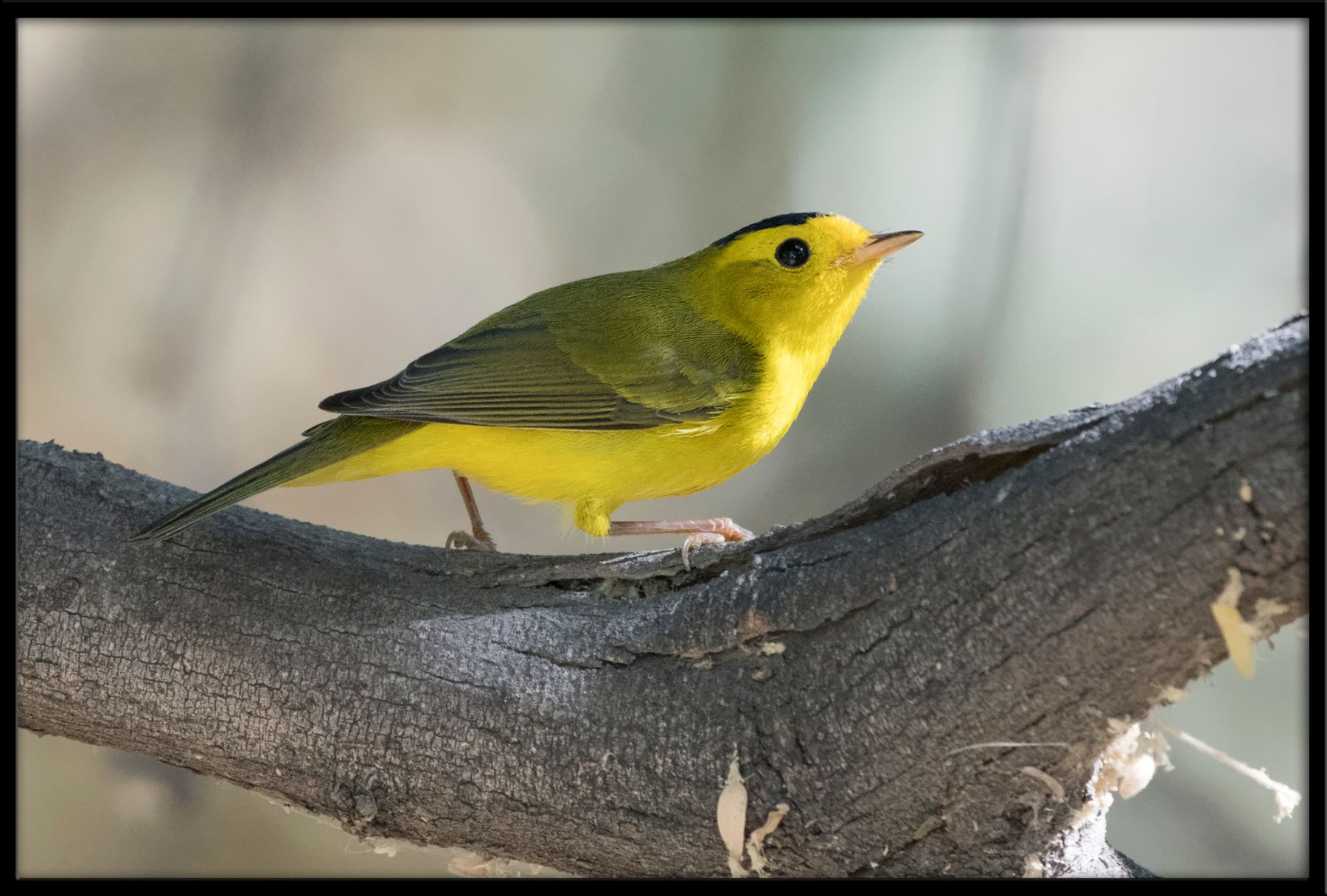 DSC06200-WilsonsWarbler-46.jpg