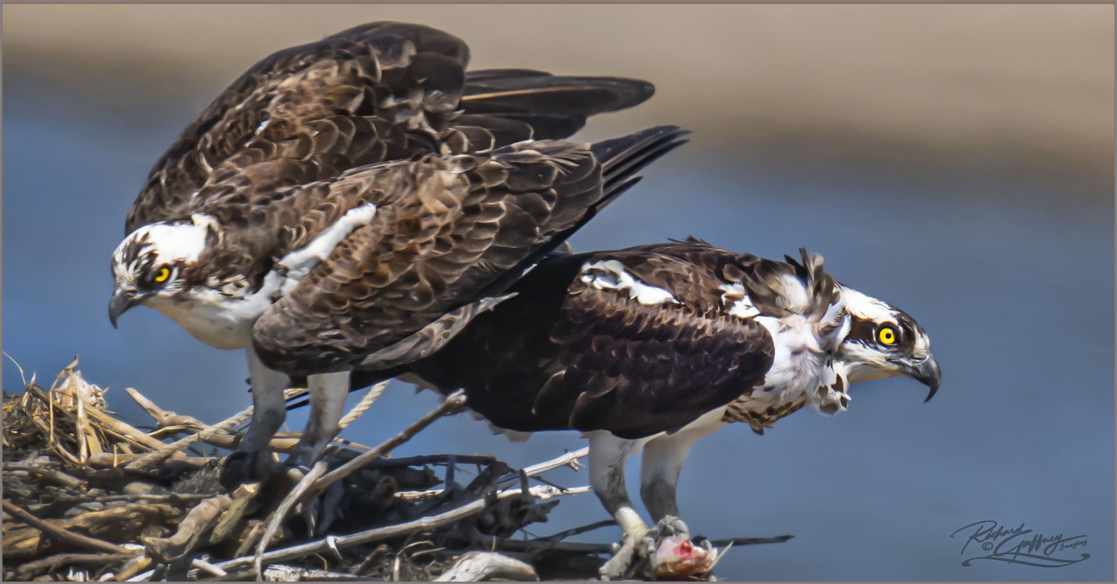 DSC06296 Ospreys nest building  March 30 M.jpg