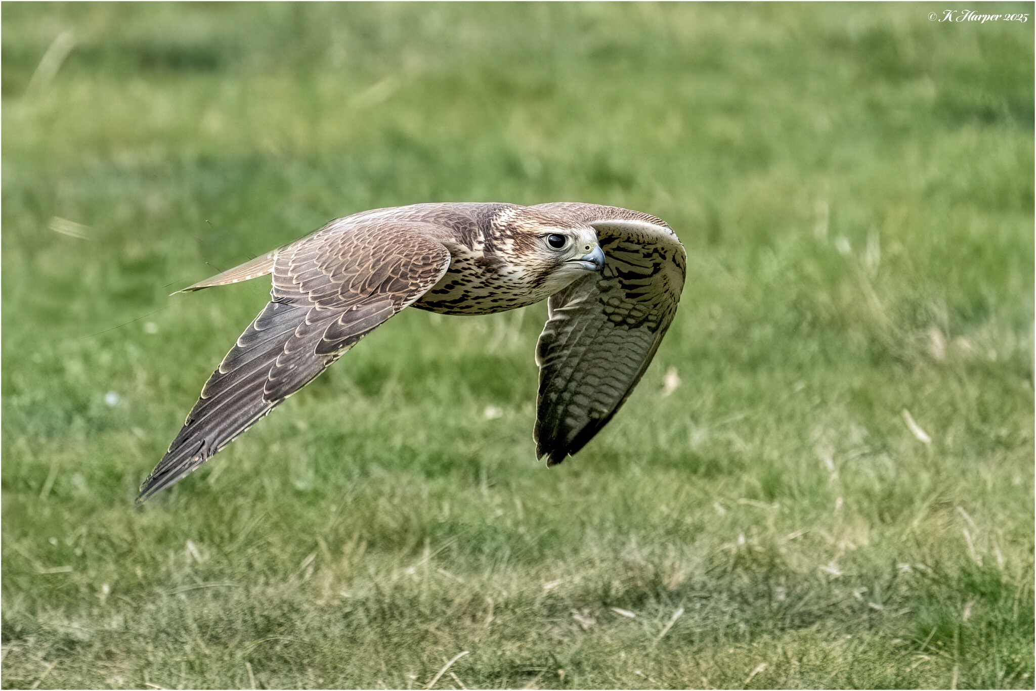 DSC06335 Firefly Upscaler 2x scale.jpg