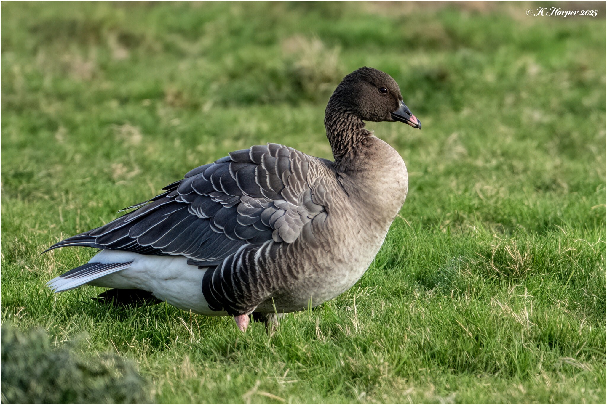 DSC06599 Firefly Upscaler 2x scale.jpg