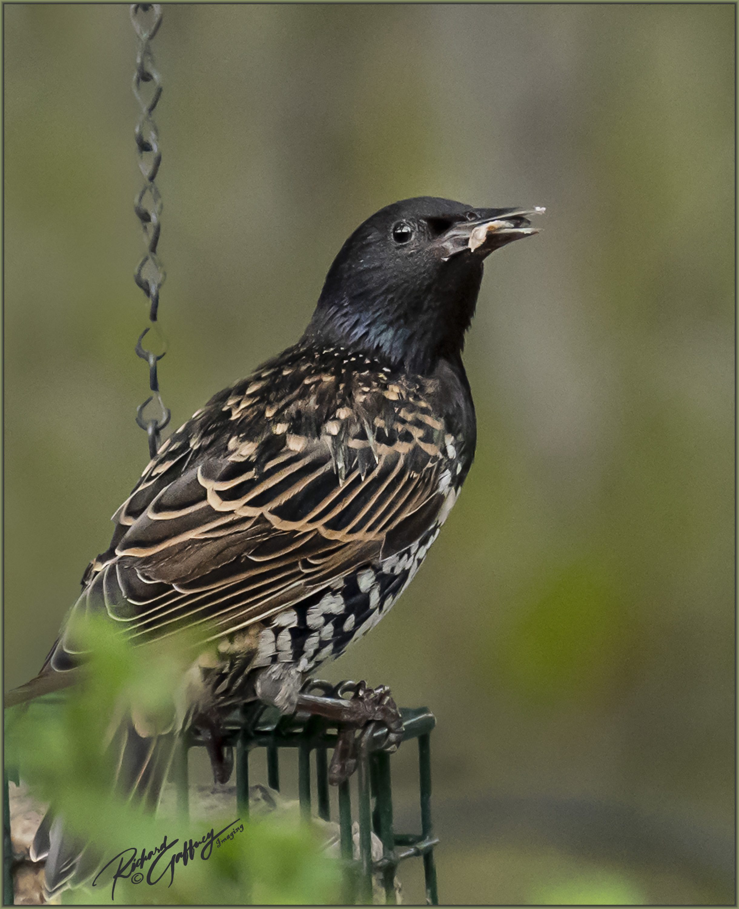 DSC07253 Starling July 2021 V M.jpg