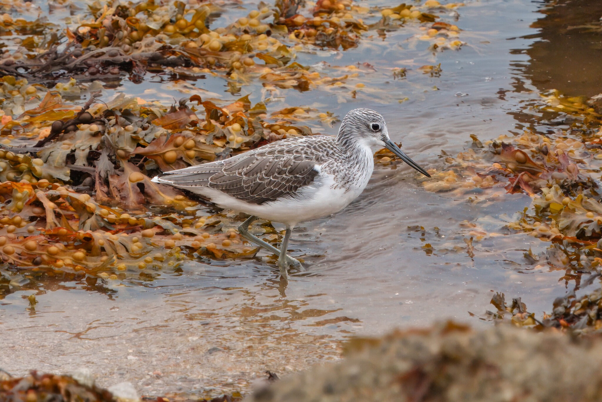 DSC07389 - Greenshank.jpeg