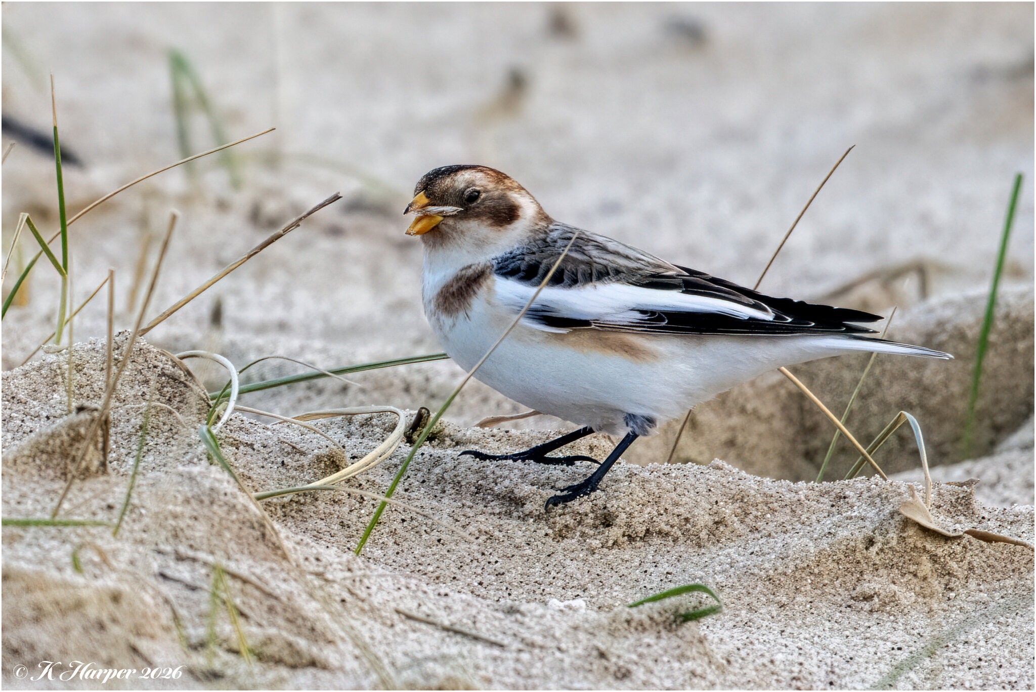 DSC07450 Firefly Upscaler 2x scale.jpg