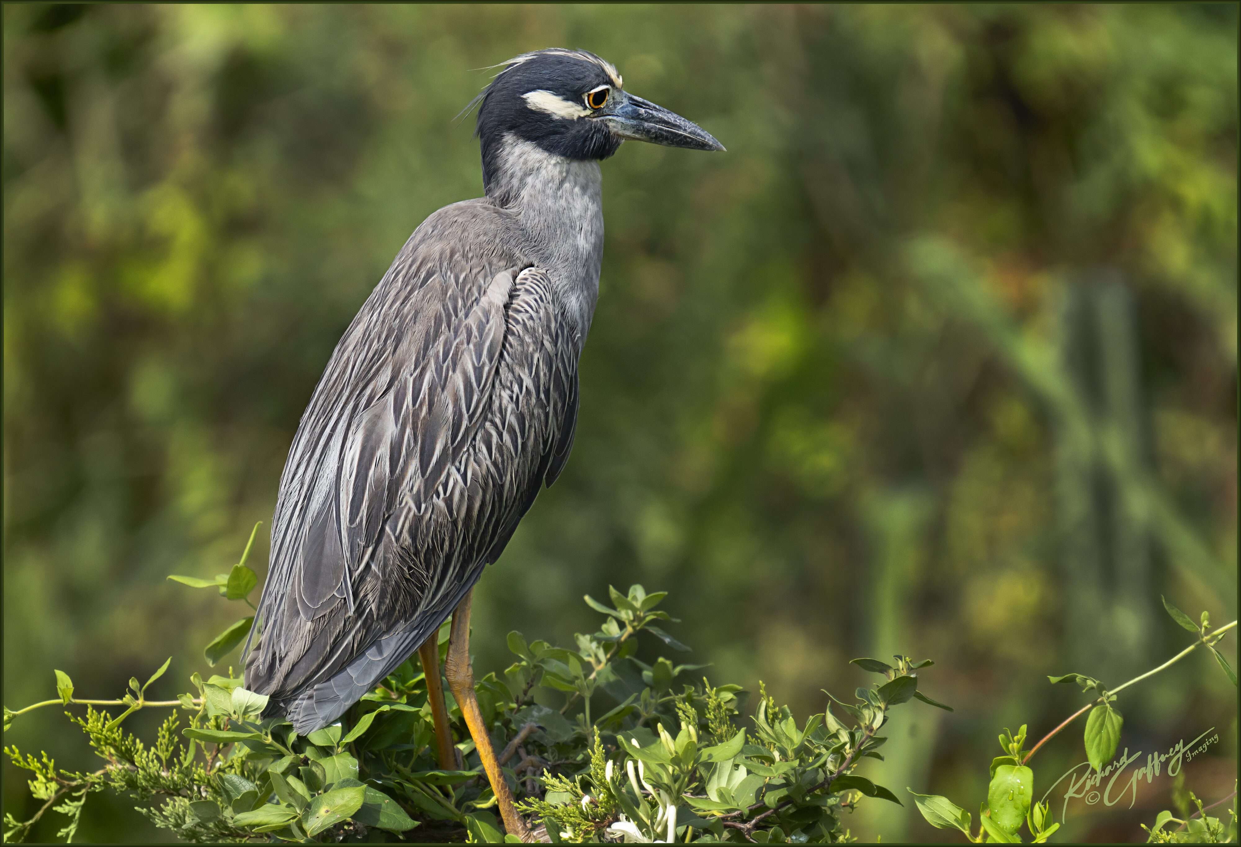 DSC07926 Yellow crowned night heron  M.jpg Aug 23 2021.