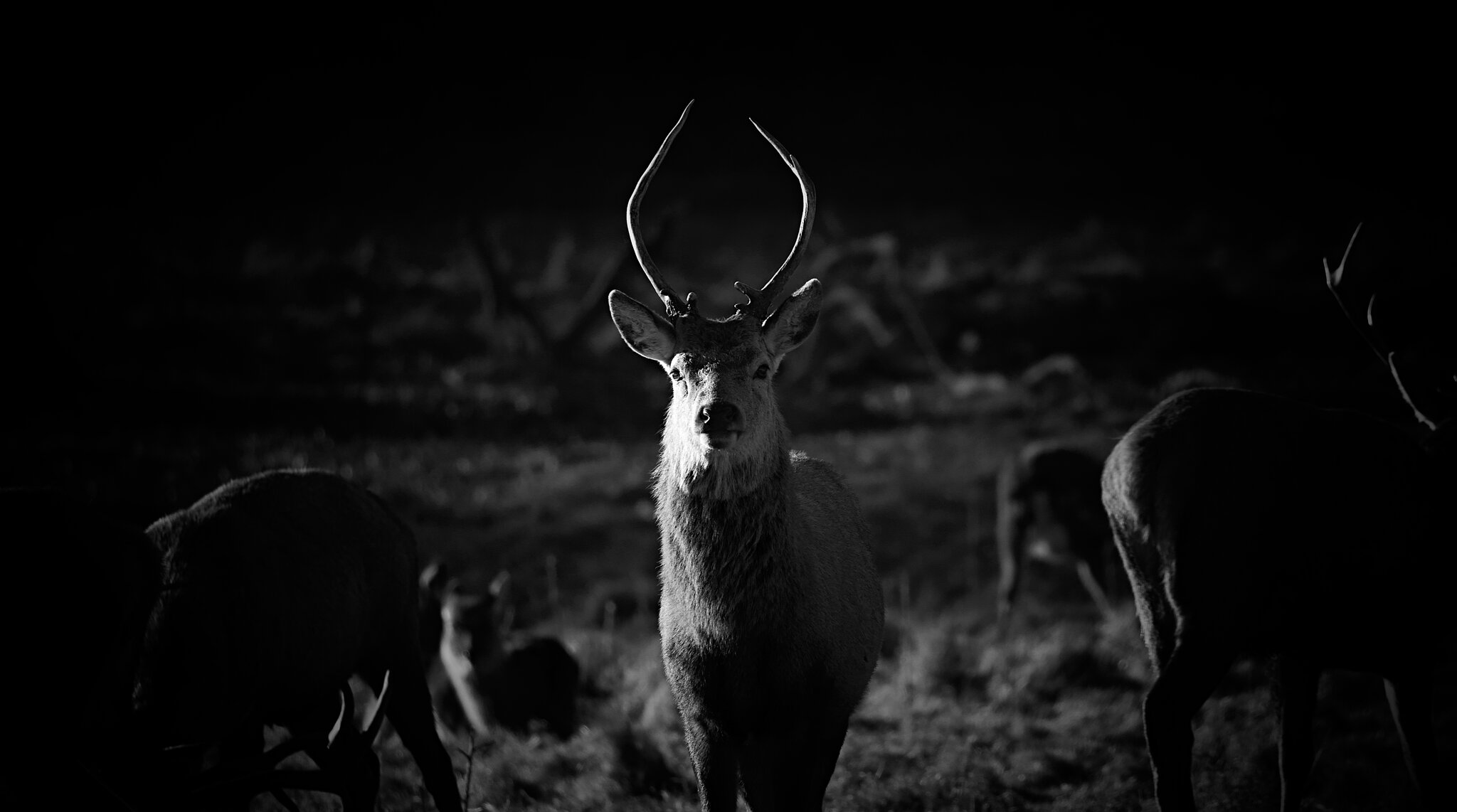 DSC07961Fountains Abbey and Deer Park 14.jpg