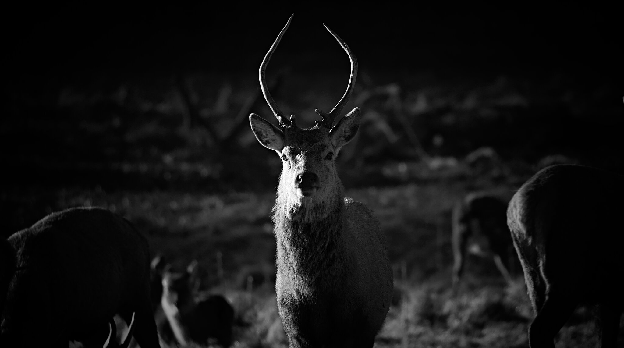 DSC07961Fountains Abbey and Deer Park.jpg