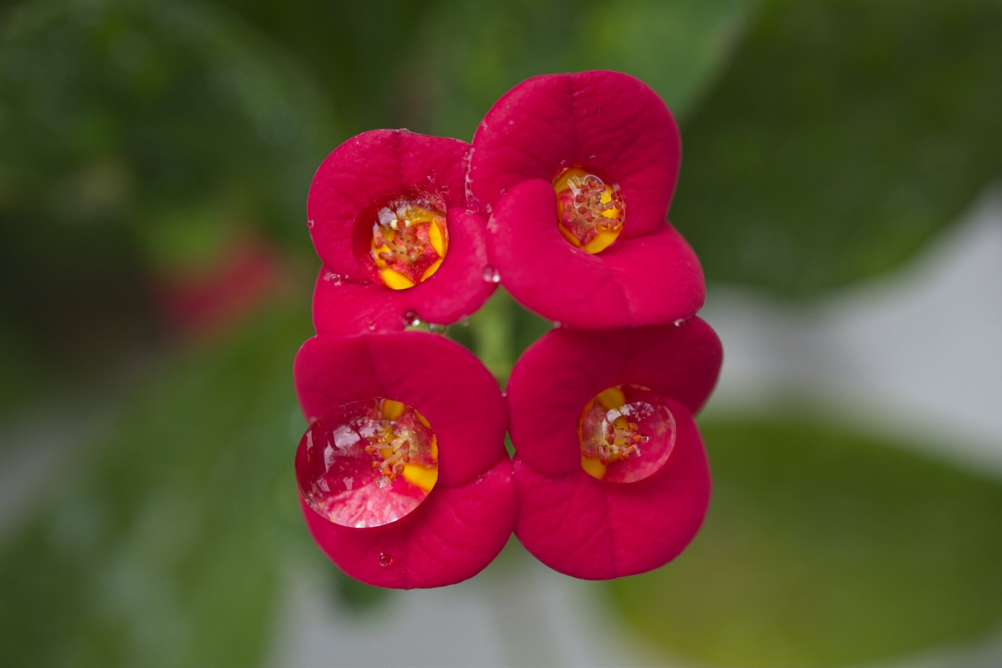 DSC07980.jpg