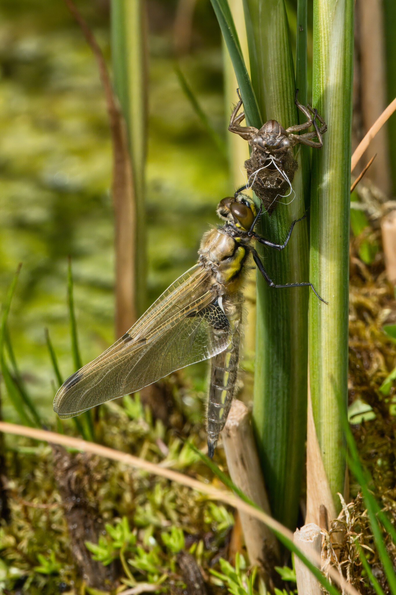 DSC08014 - Dragonfly Emerging 1.jpeg