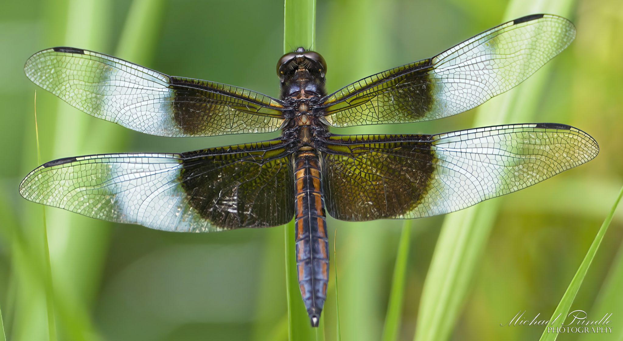 DSC08022 - Widow Skimmer crop sign.jpg