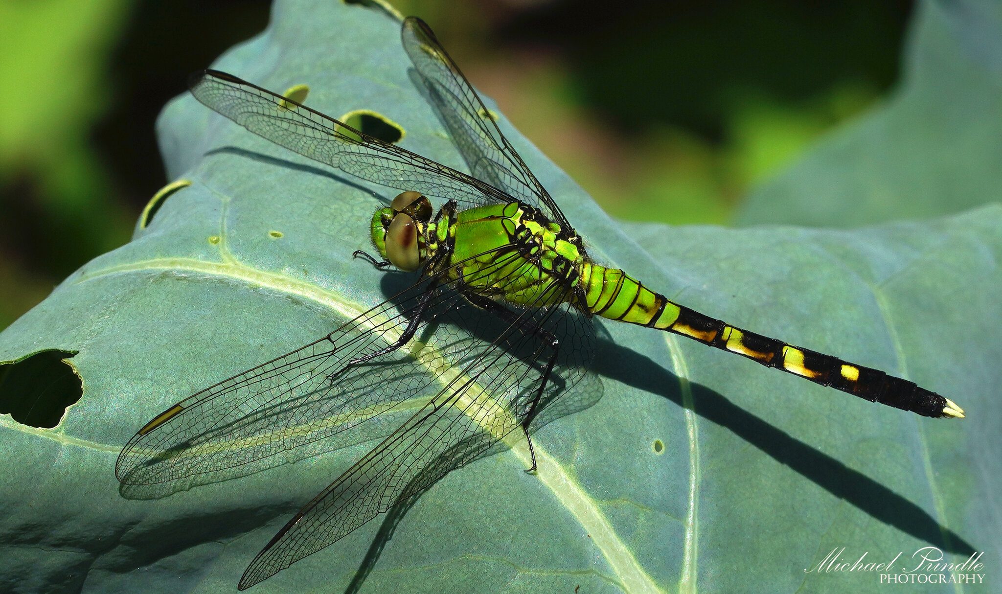 DSC08224-B PondHawk sign.jpg