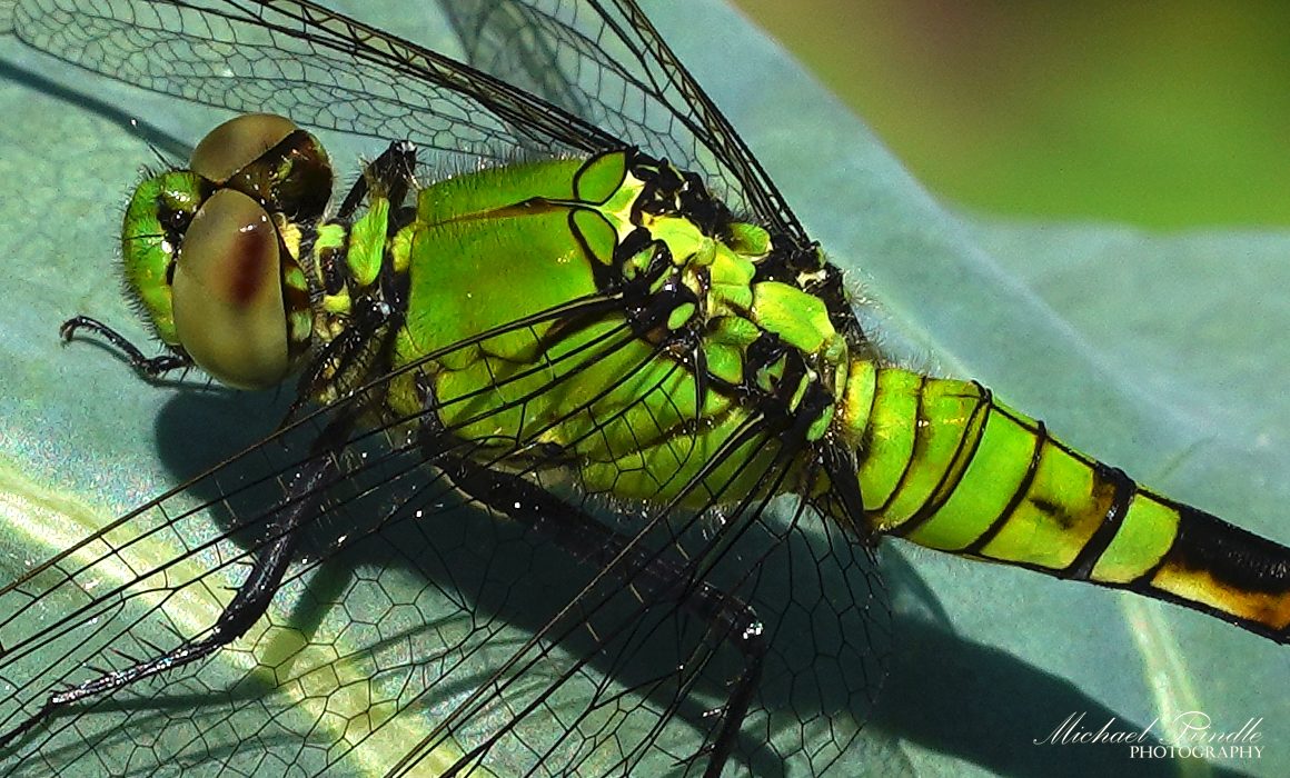 DSC08224-C PondHawk sign.jpg