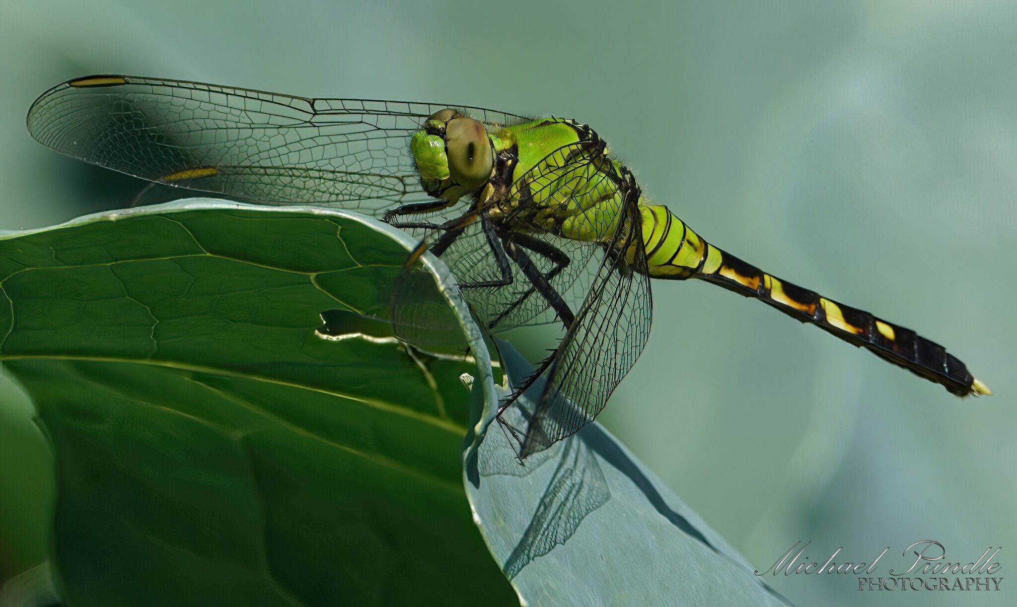 DSC08353-B PondHawk sign.jpg