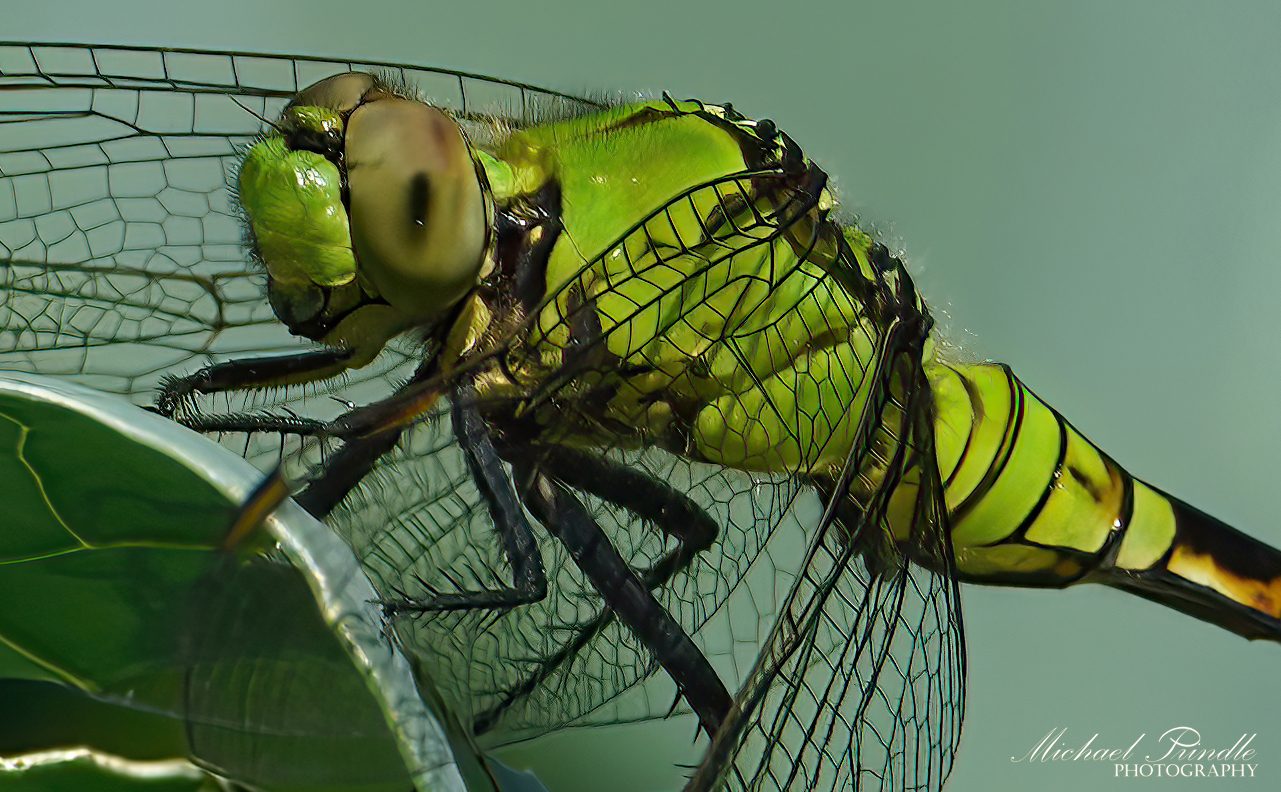 DSC08353-C PondHawk sign.jpg