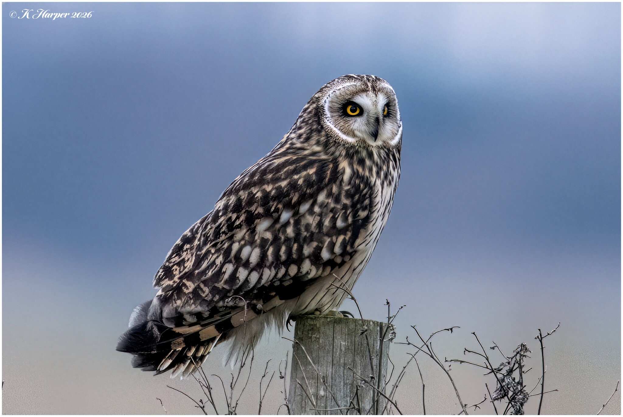 DSC08380 Firefly Upscaler 2x scale.jpg