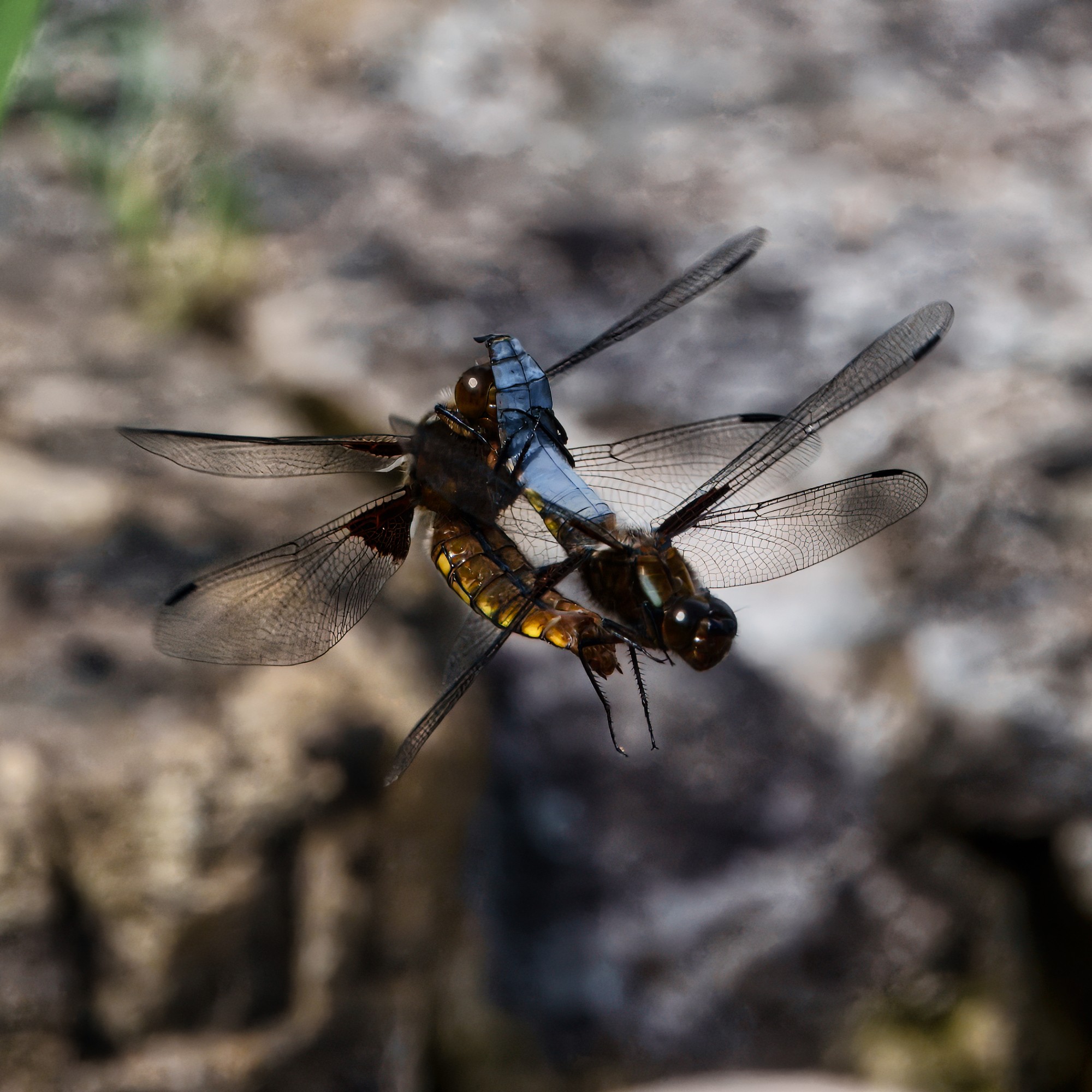 DSC08450 - Broad-bodied Chasers mating.jpeg