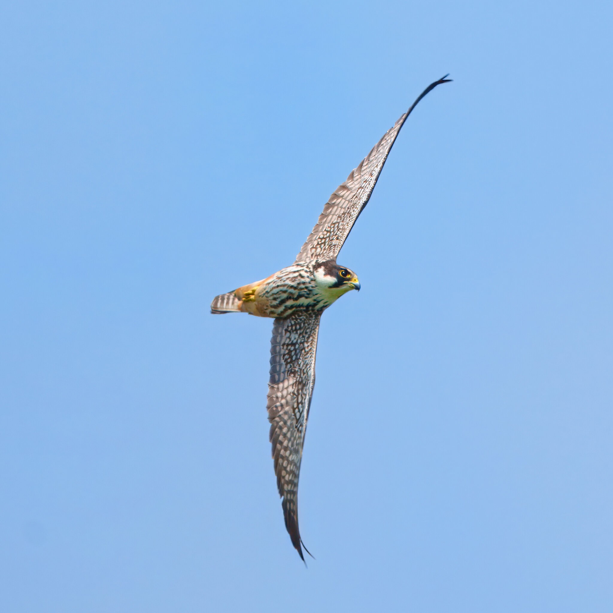 DSC08457 - Hobby.jpeg