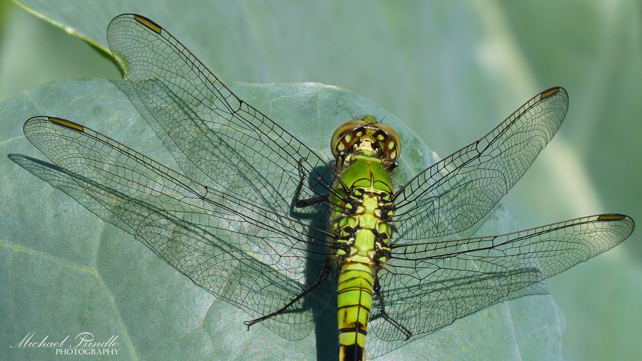 DSC08524-C PondHawk sign.jpg