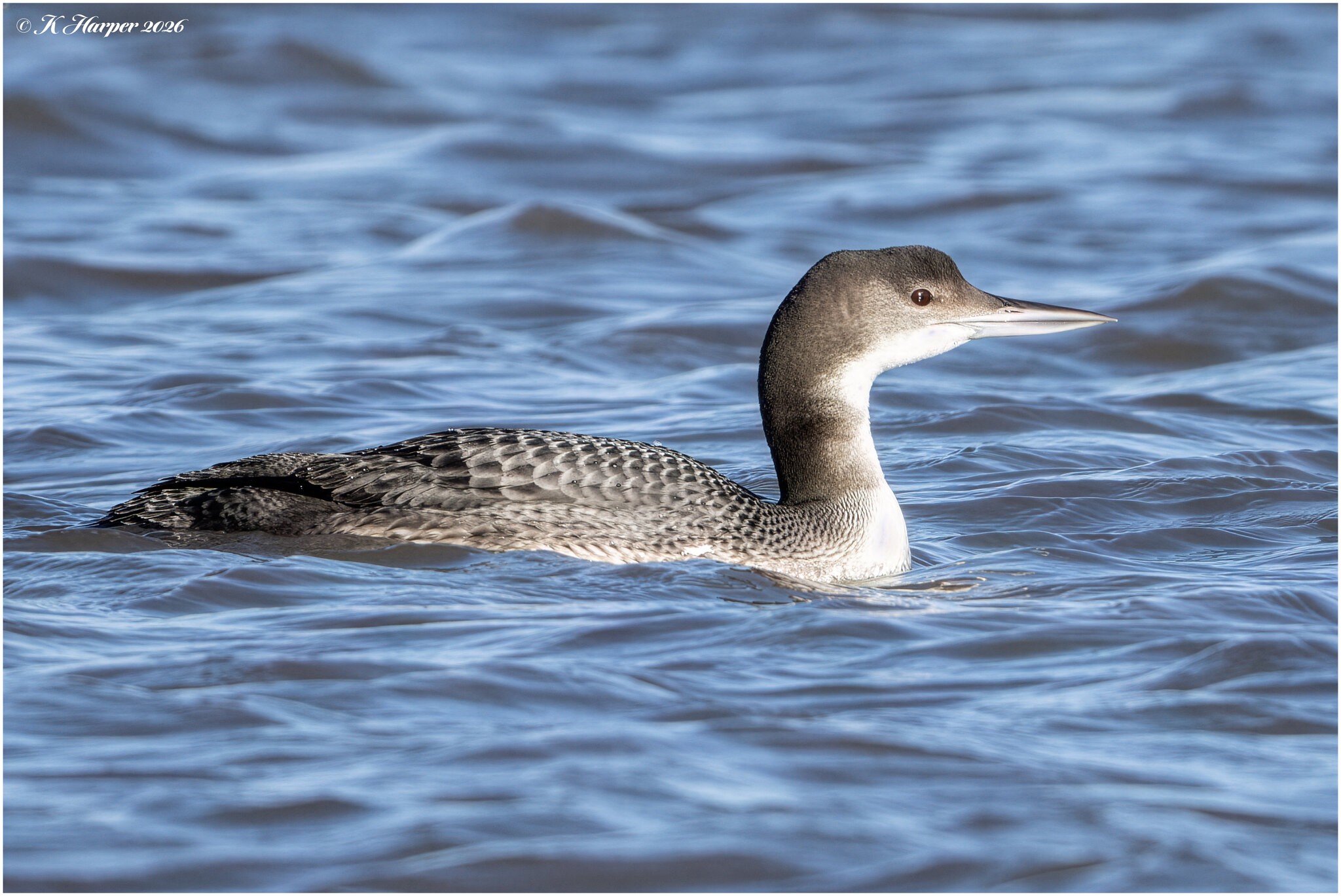 DSC08580 Firefly Upscaler 2x scale.jpg