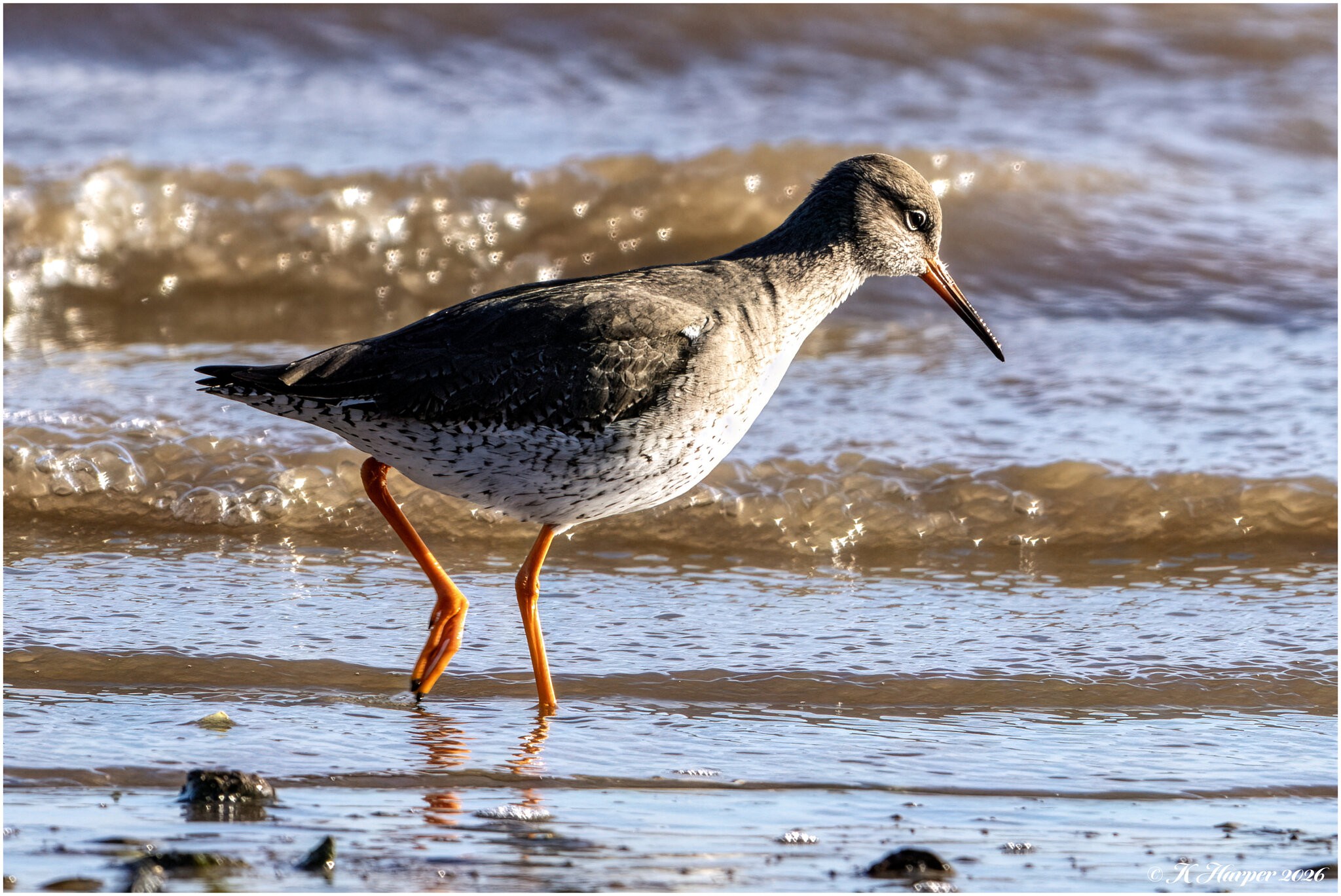 DSC08586 Firefly Upscaler 2x scale.jpg