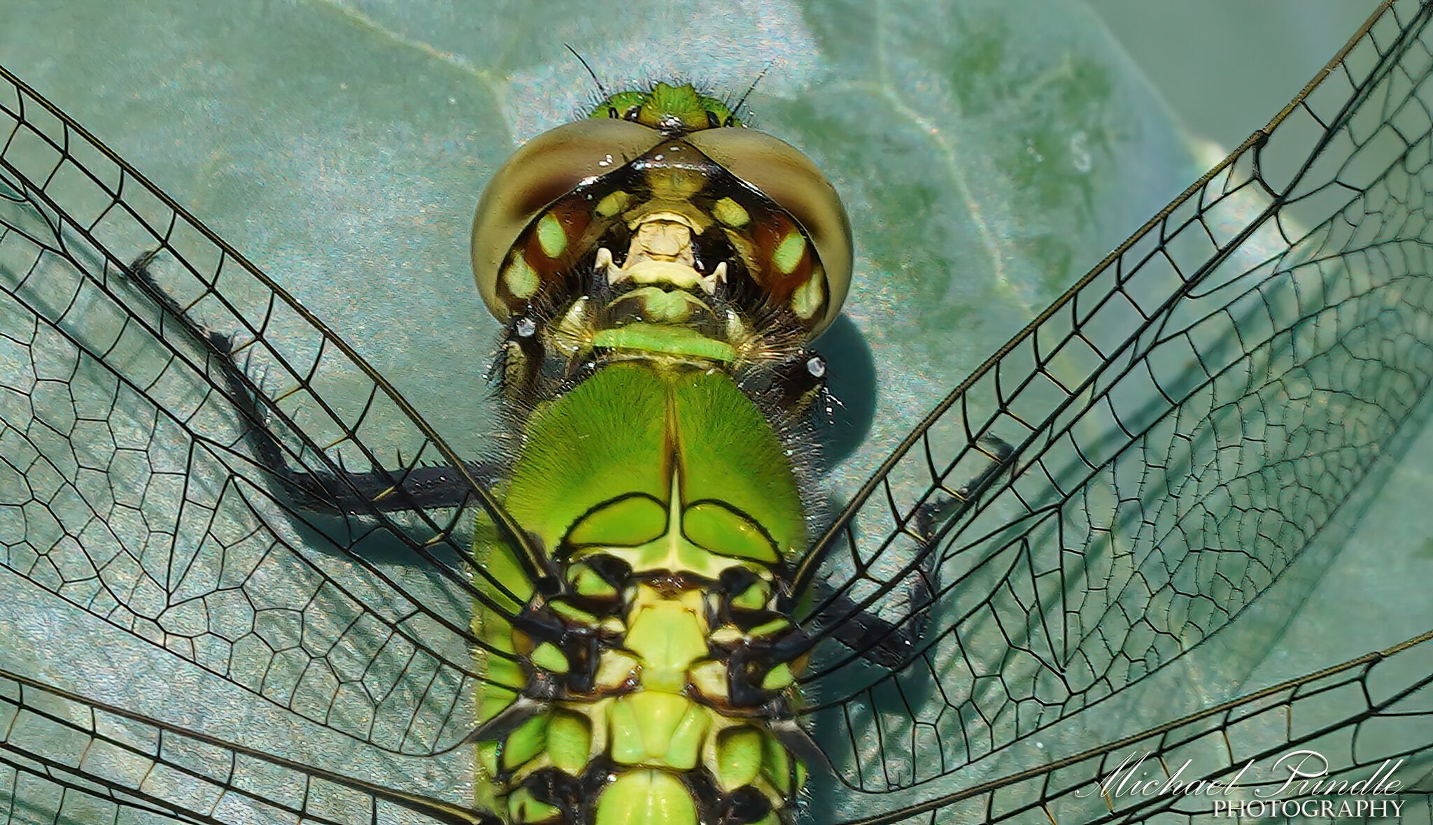 DSC08610-C PondHawk sign.jpg