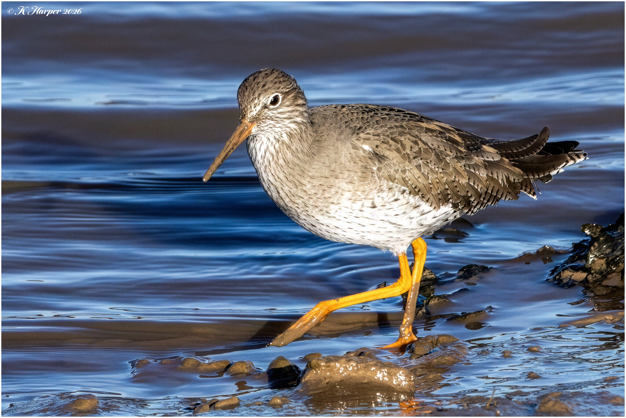 DSC08658 Firefly Upscaler 2x scale.jpg