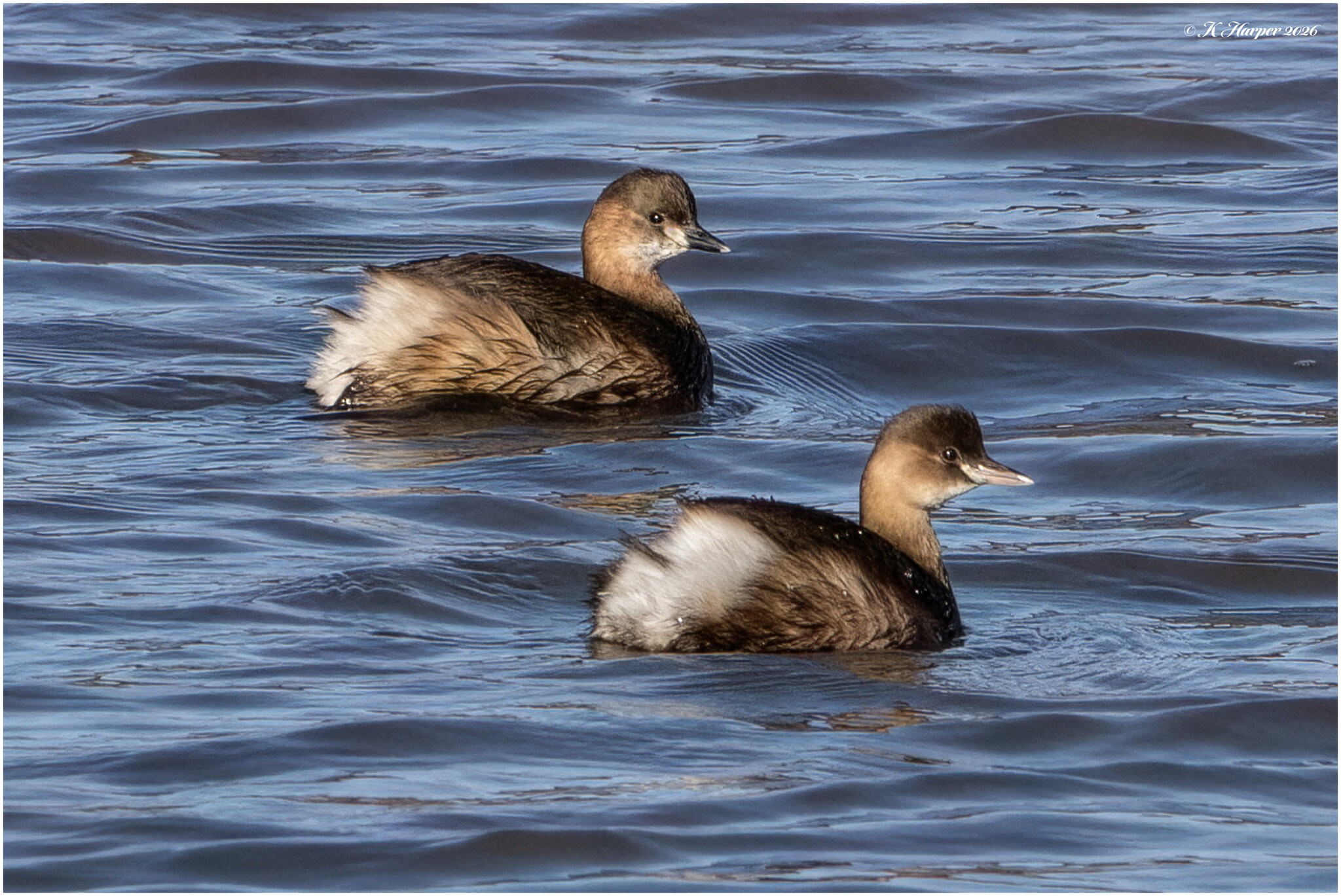 DSC08678 Firefly Upscaler 4x scale.jpg