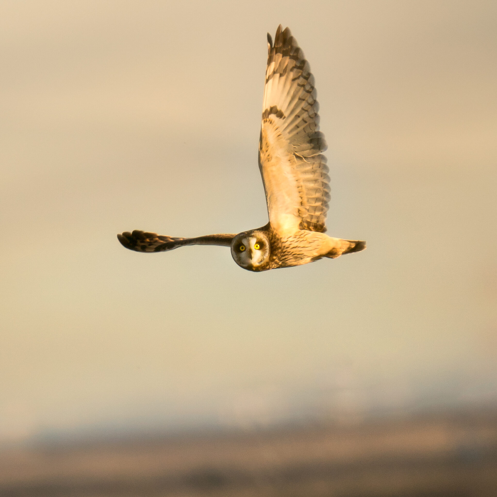 DSC08741-Edit-Edit.jpg