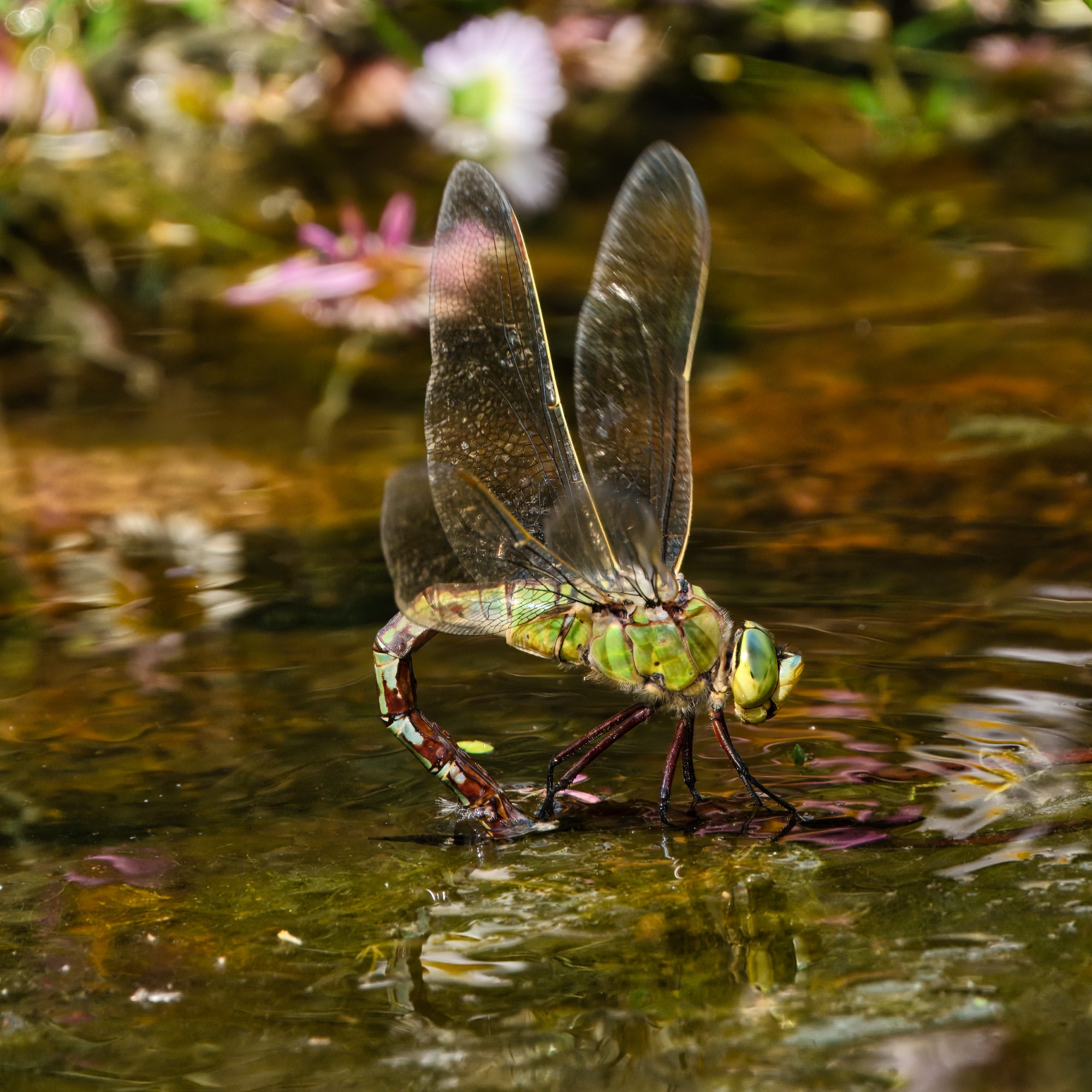 DSC08744 - Emperor Dragonfly - Female.jpeg