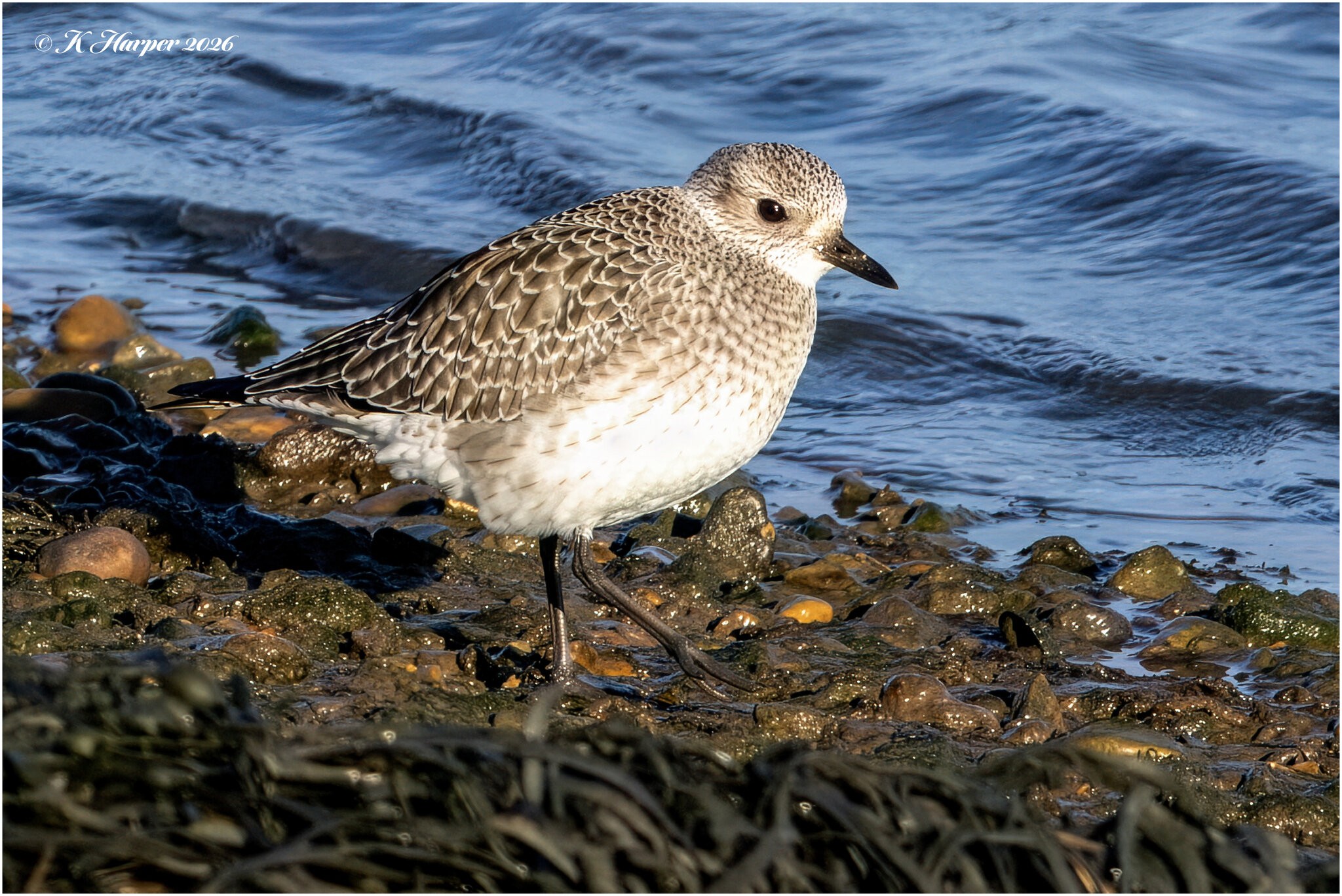 DSC08778 Firefly Upscaler 2x scale.jpg