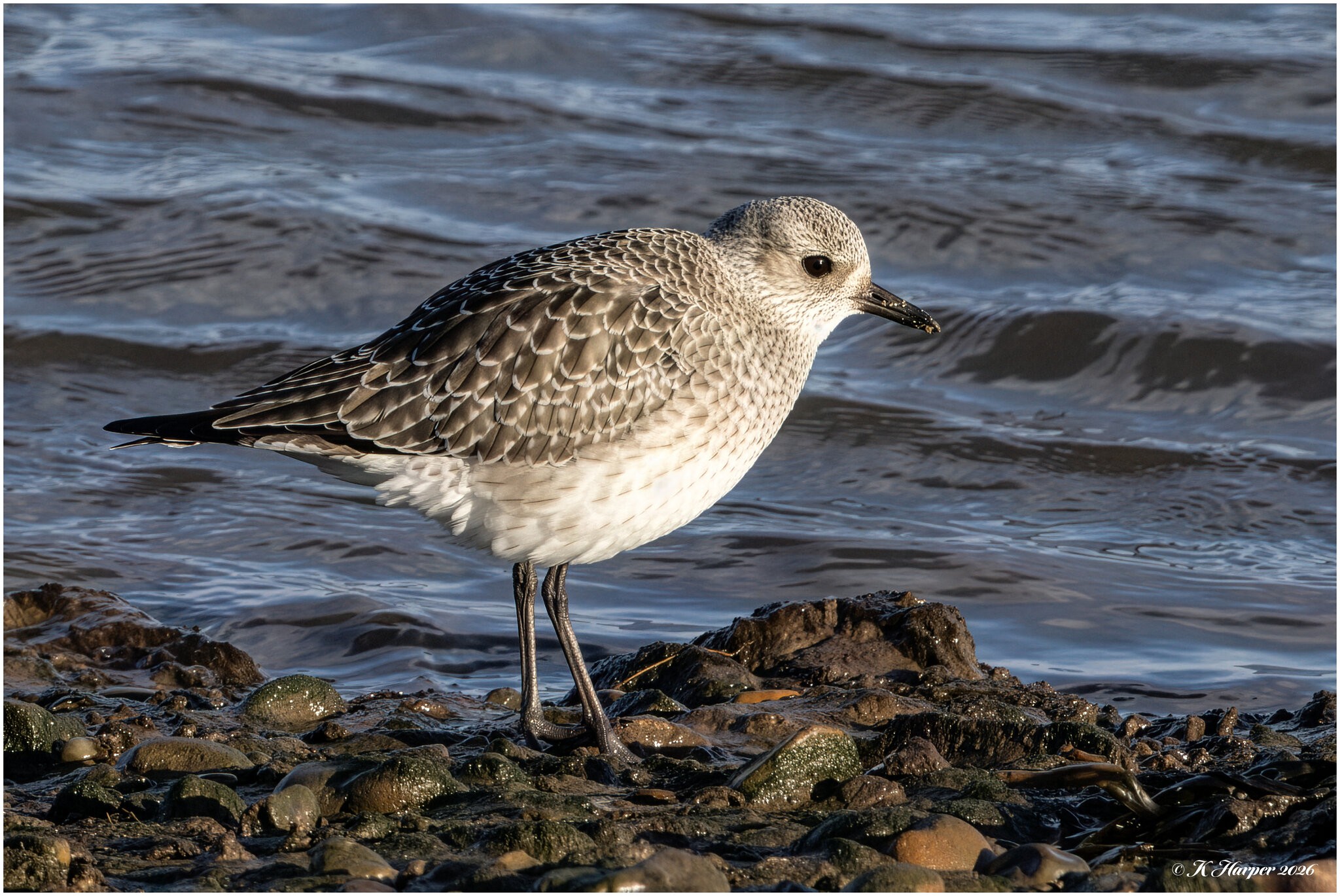 DSC08787 Firefly Upscaler 2x scale.jpg