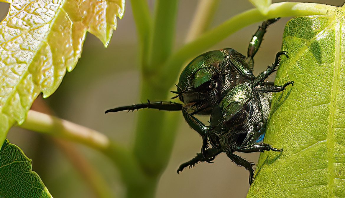 DSC08793-B  Tandem Bugs.jpg