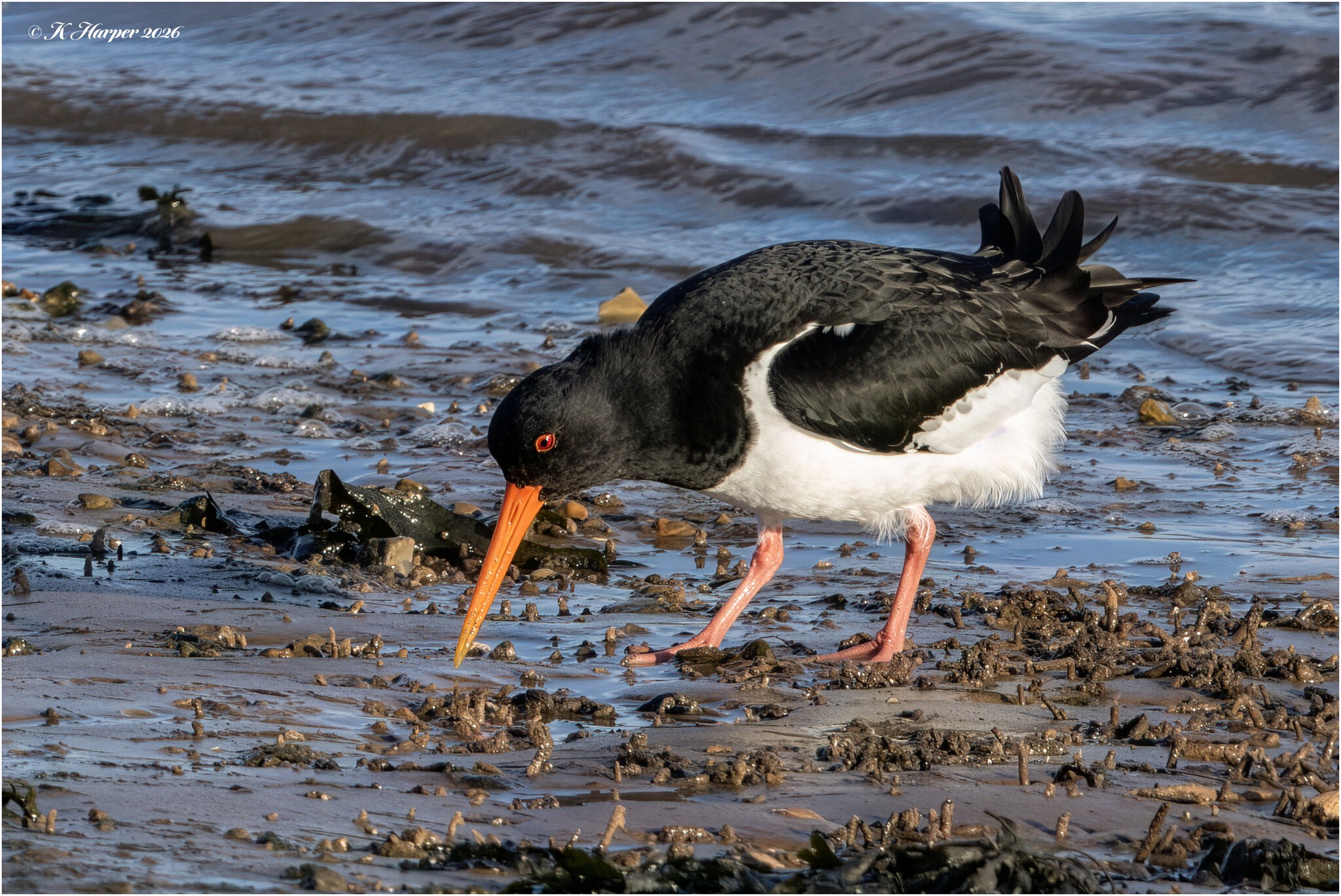 DSC08812 Firefly Upscaler 2x scale.jpg