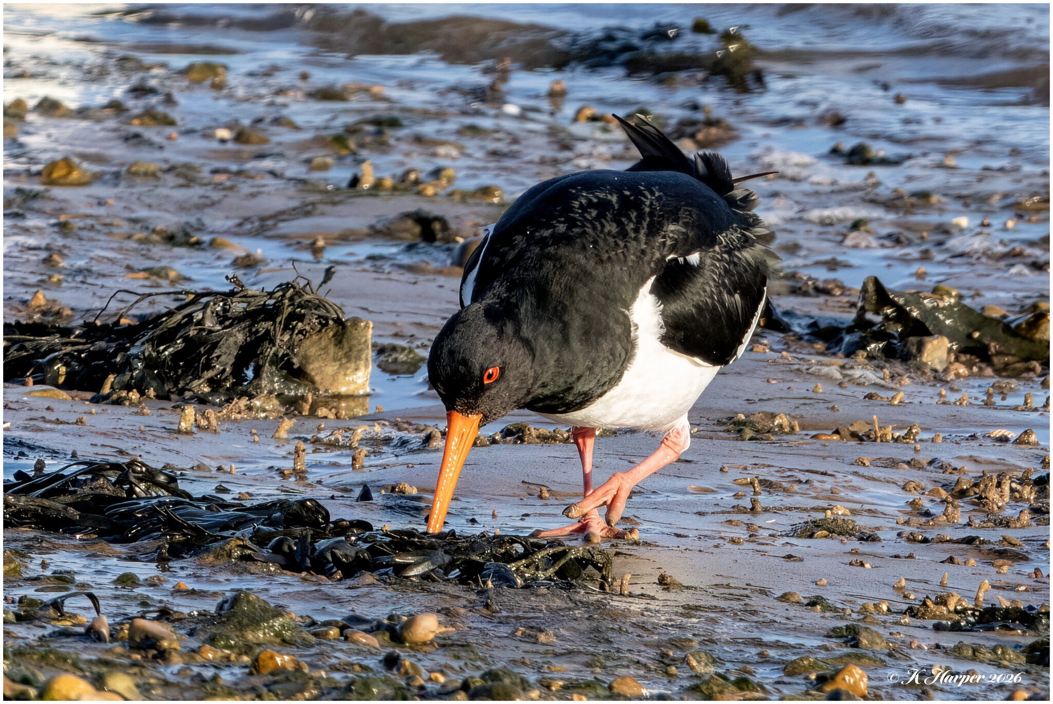 DSC08826 Firefly Upscaler 2x scale.jpg