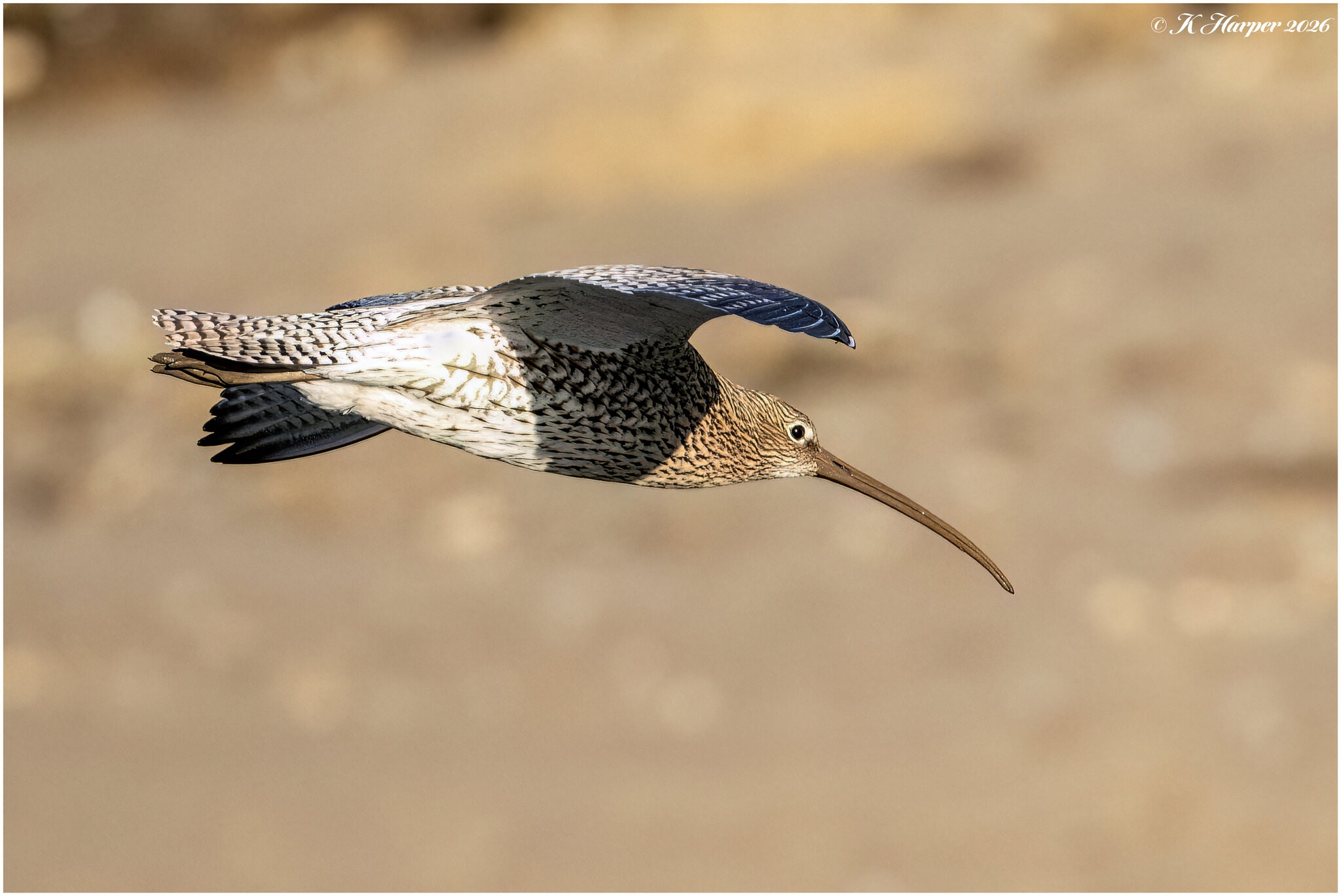 DSC08966 Firefly Upscaler 2x scale.jpg