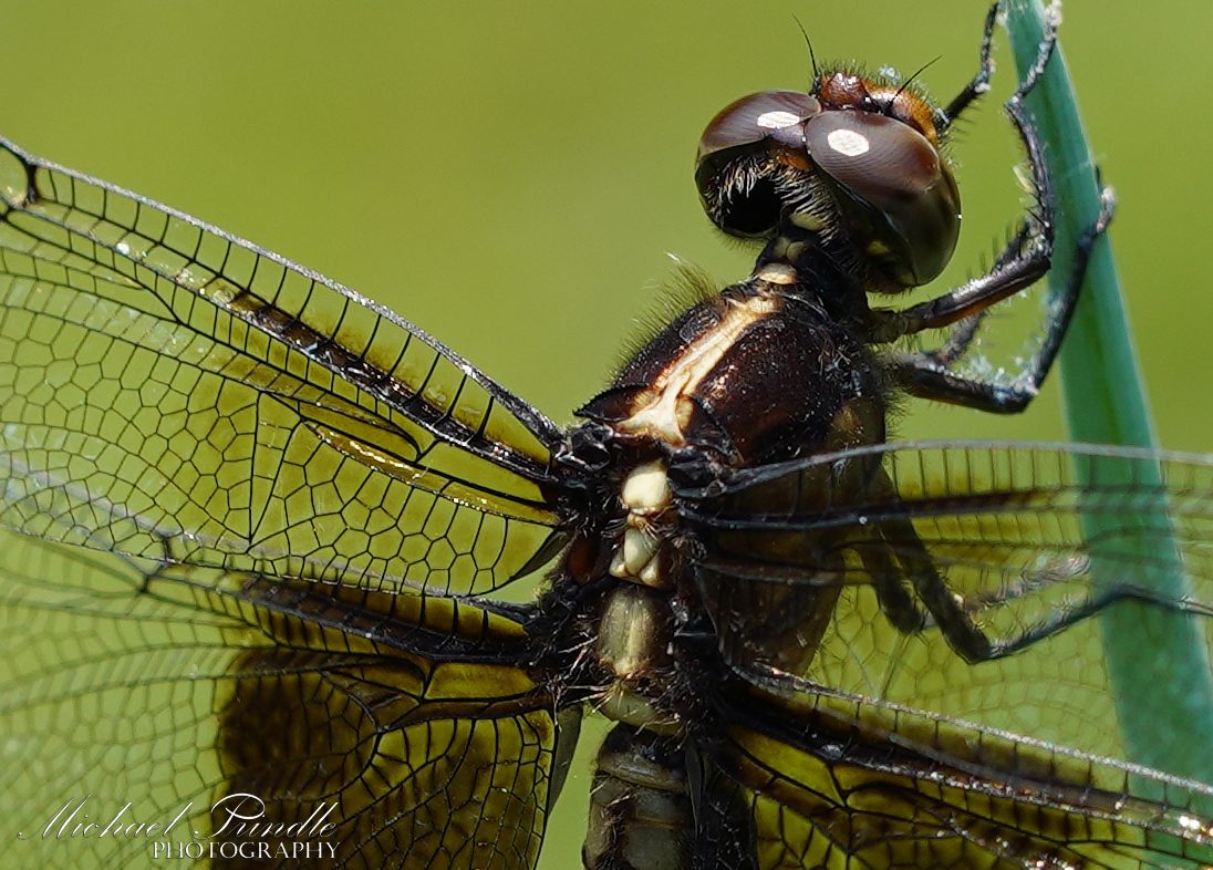 DSC09093-B Widow Skimmer sign.jpg