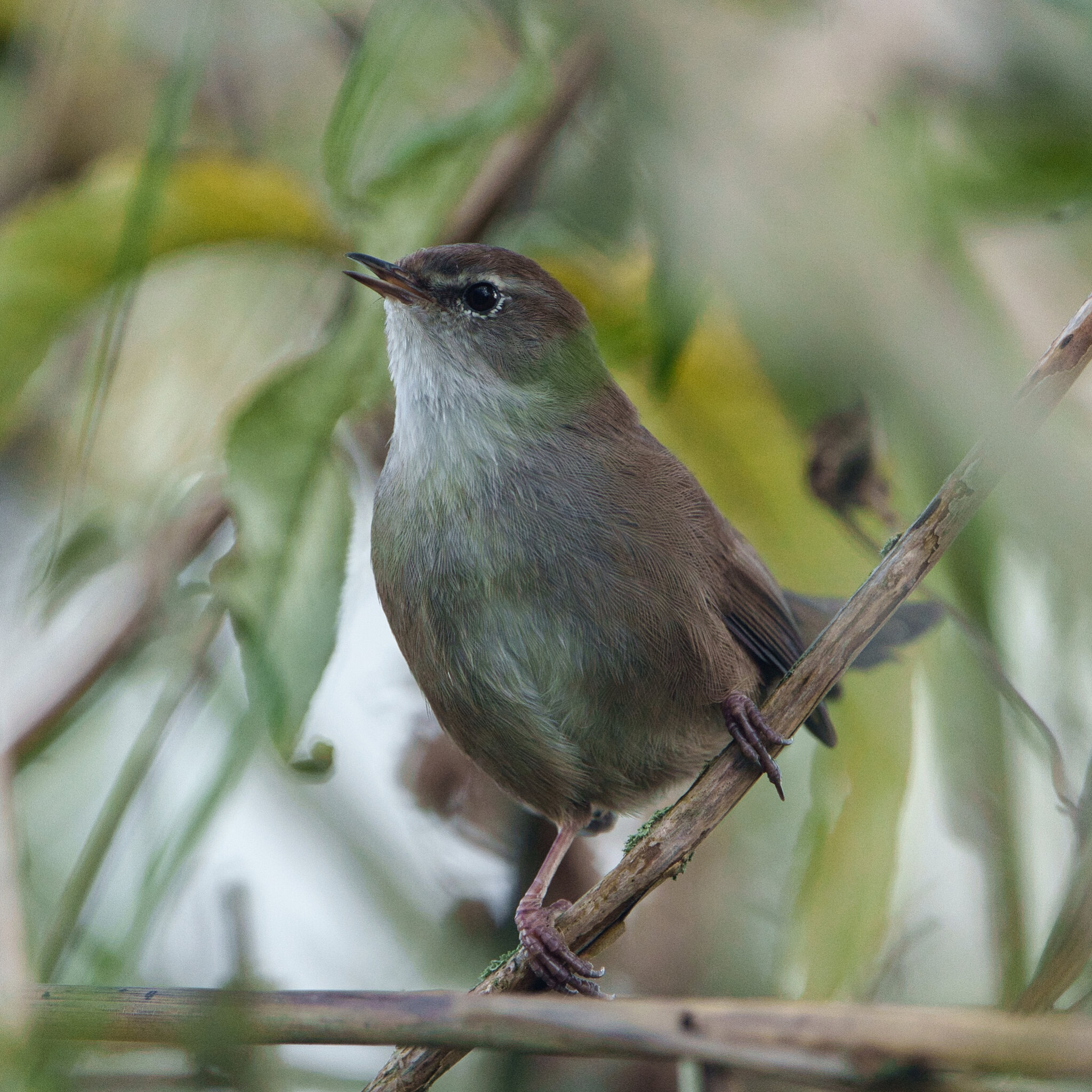 DSC09153 - Cetti's Warbler.jpeg