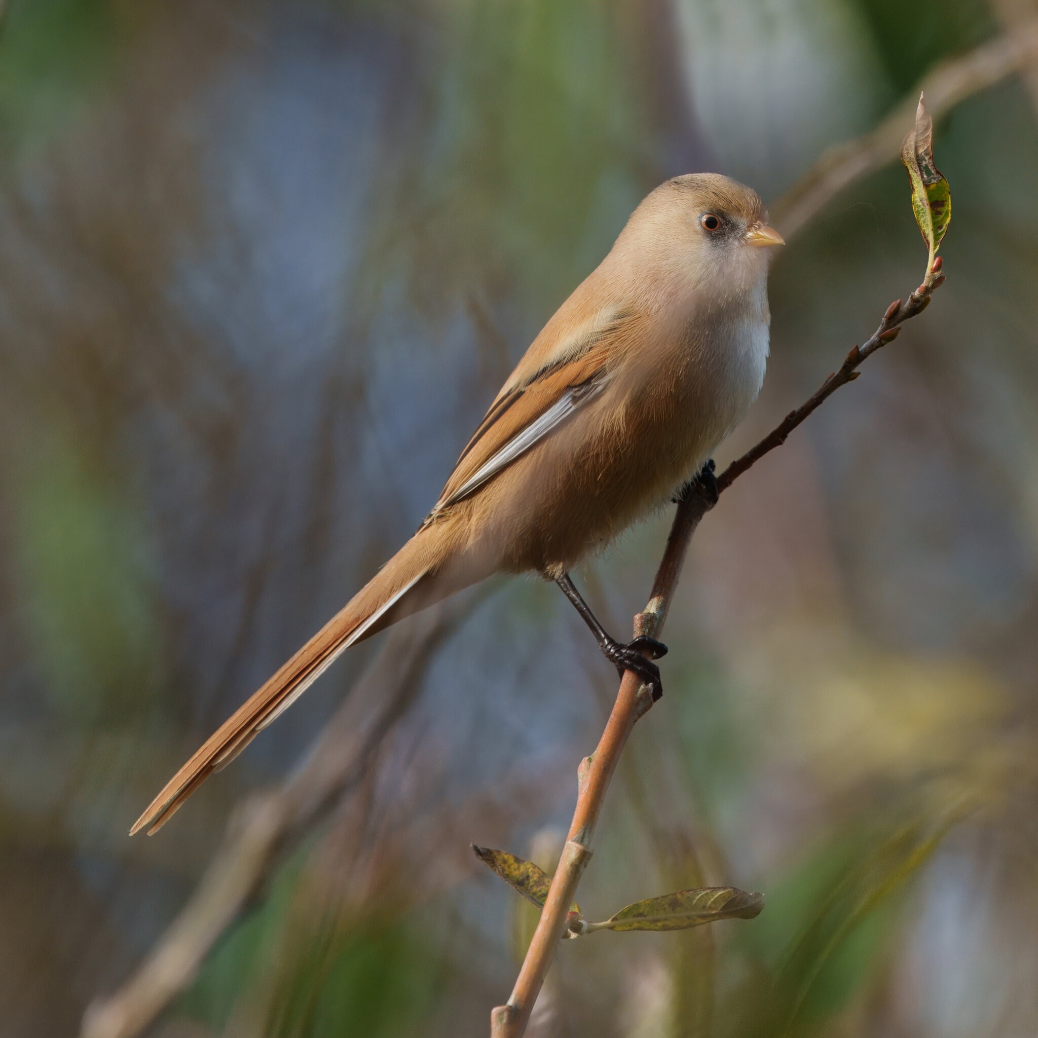 DSC09182 - Bearded Tit (female).jpeg