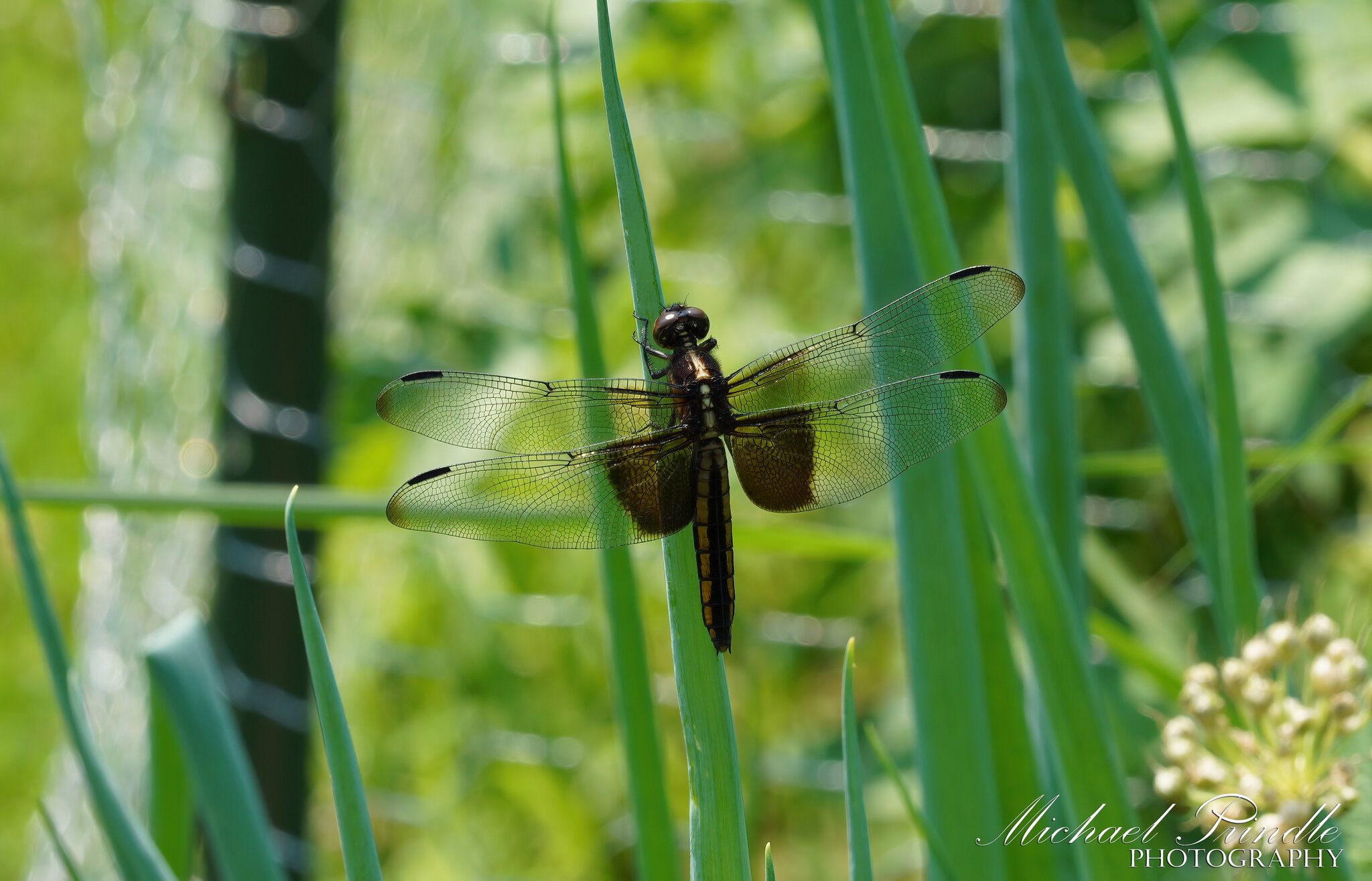 DSC09199-A Widow Skimmer sign.jpg