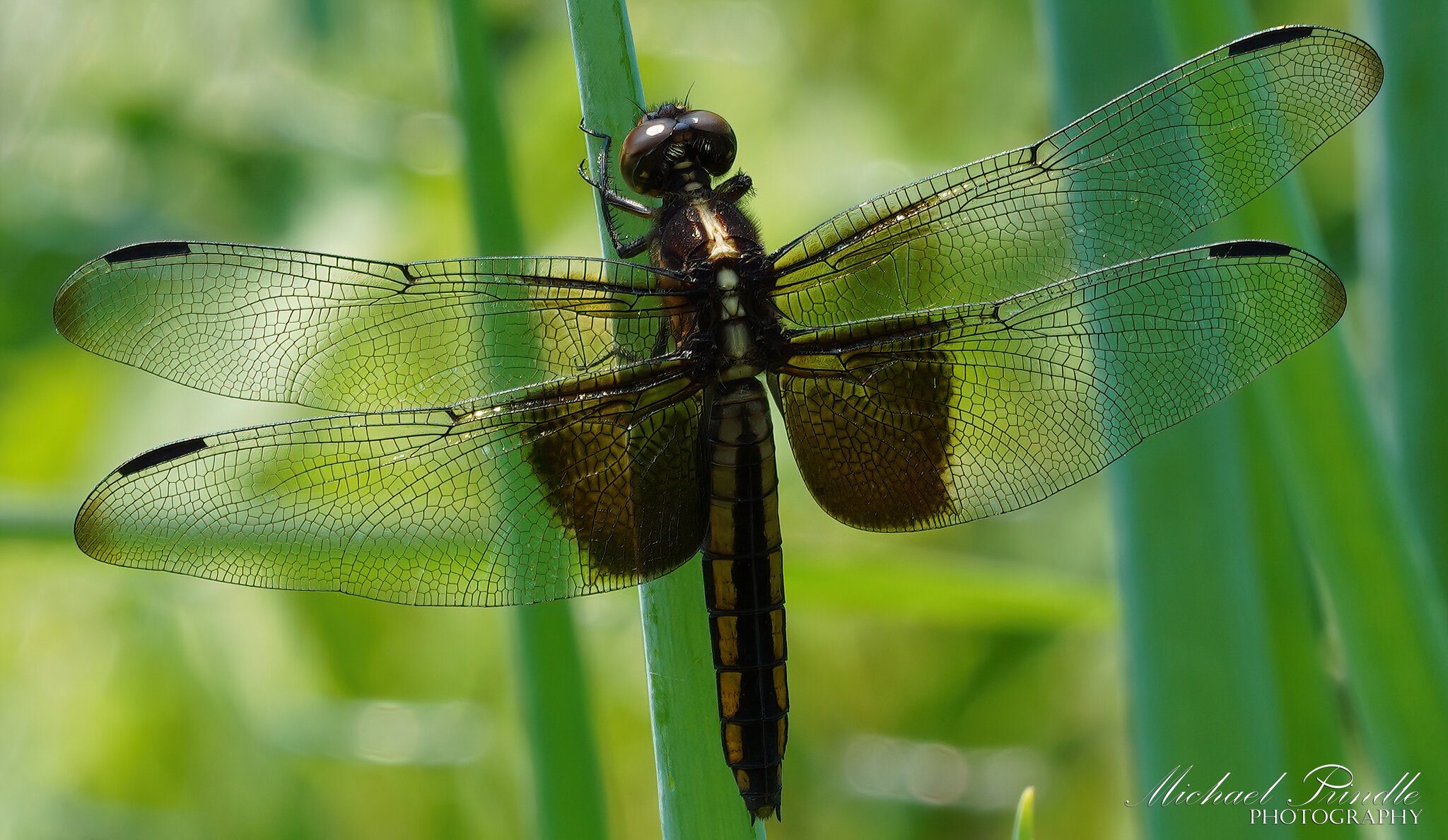 DSC09199-B Widow Skimmer sign.jpg