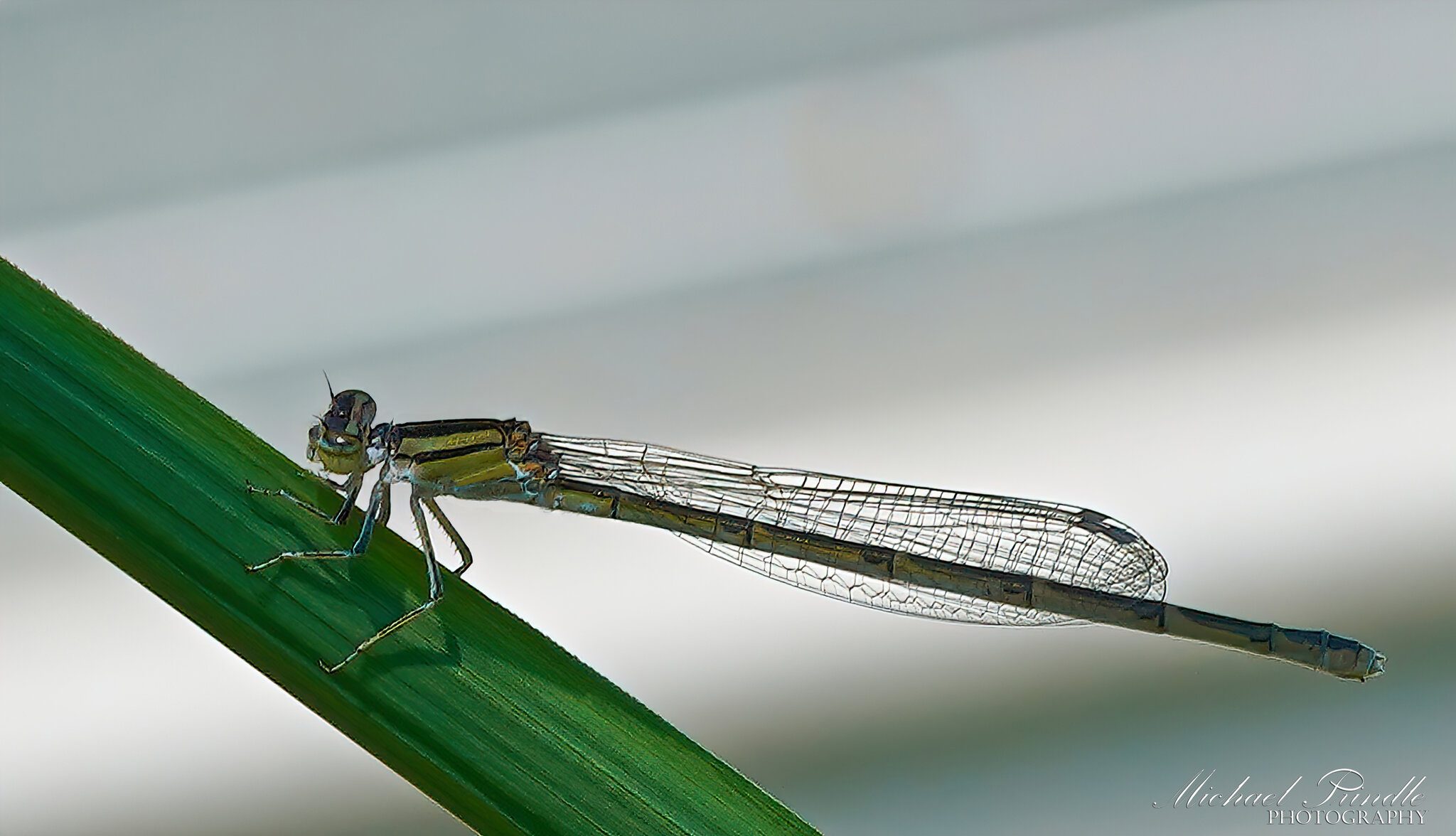 DSC09284-B  Narrow-winged Damselfly sign.jpg