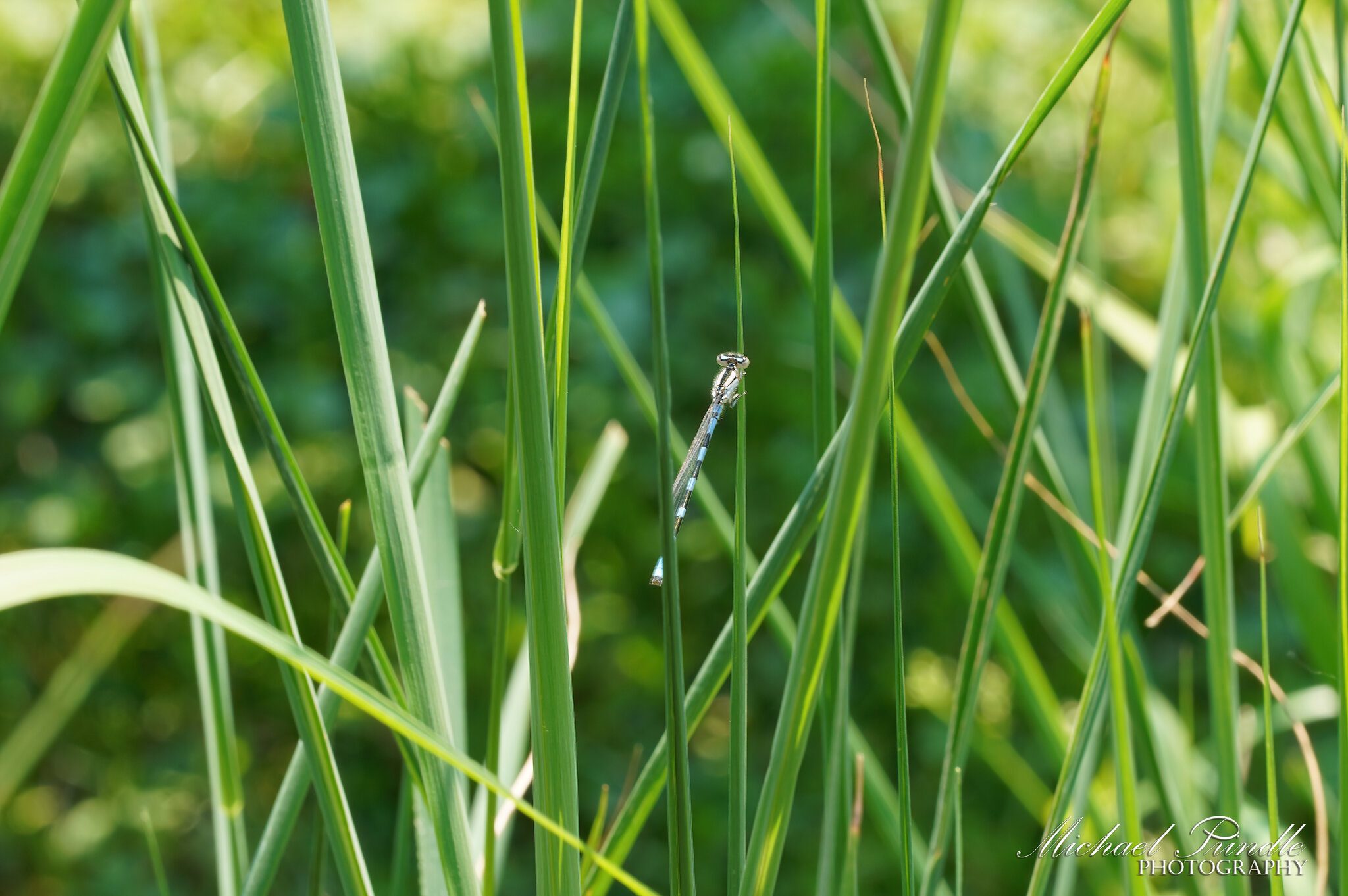 DSC09302-A  Common Blue Damselfly sign.jpg