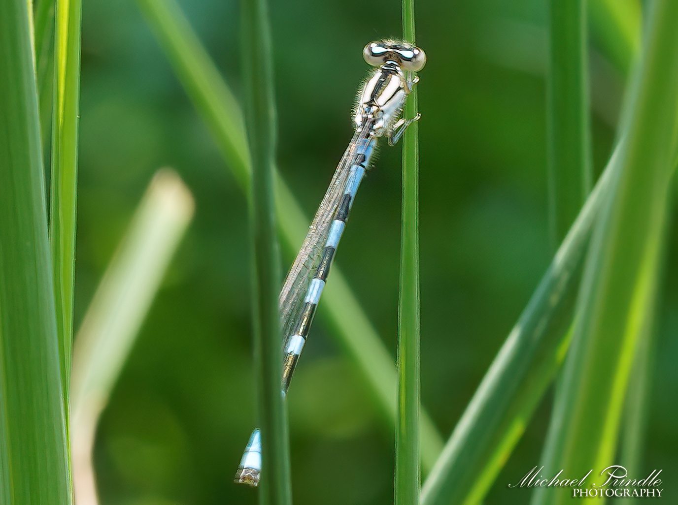 DSC09302-B Common Blue Damselfly sign.jpg