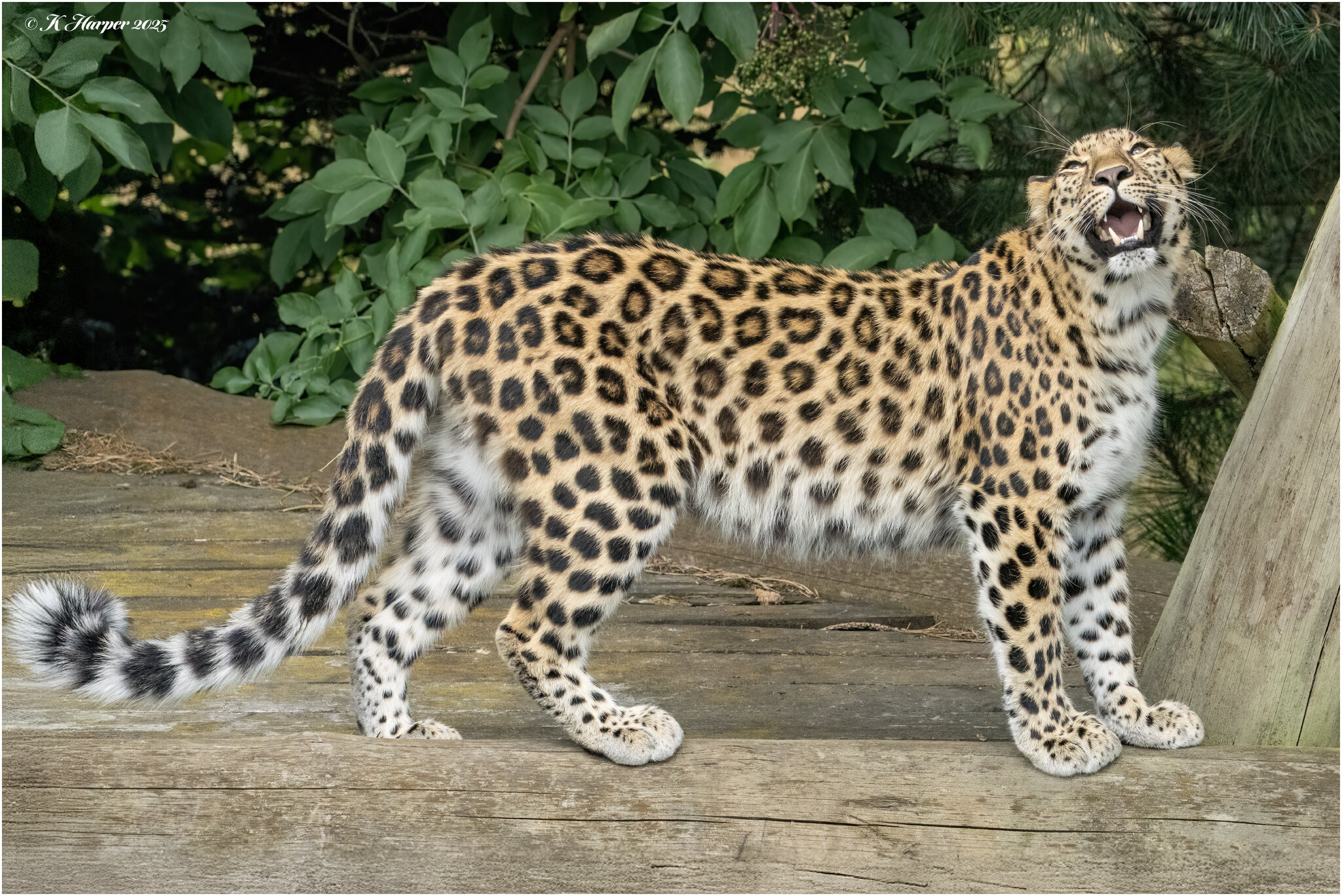 DSC09391 - Copy.jpg