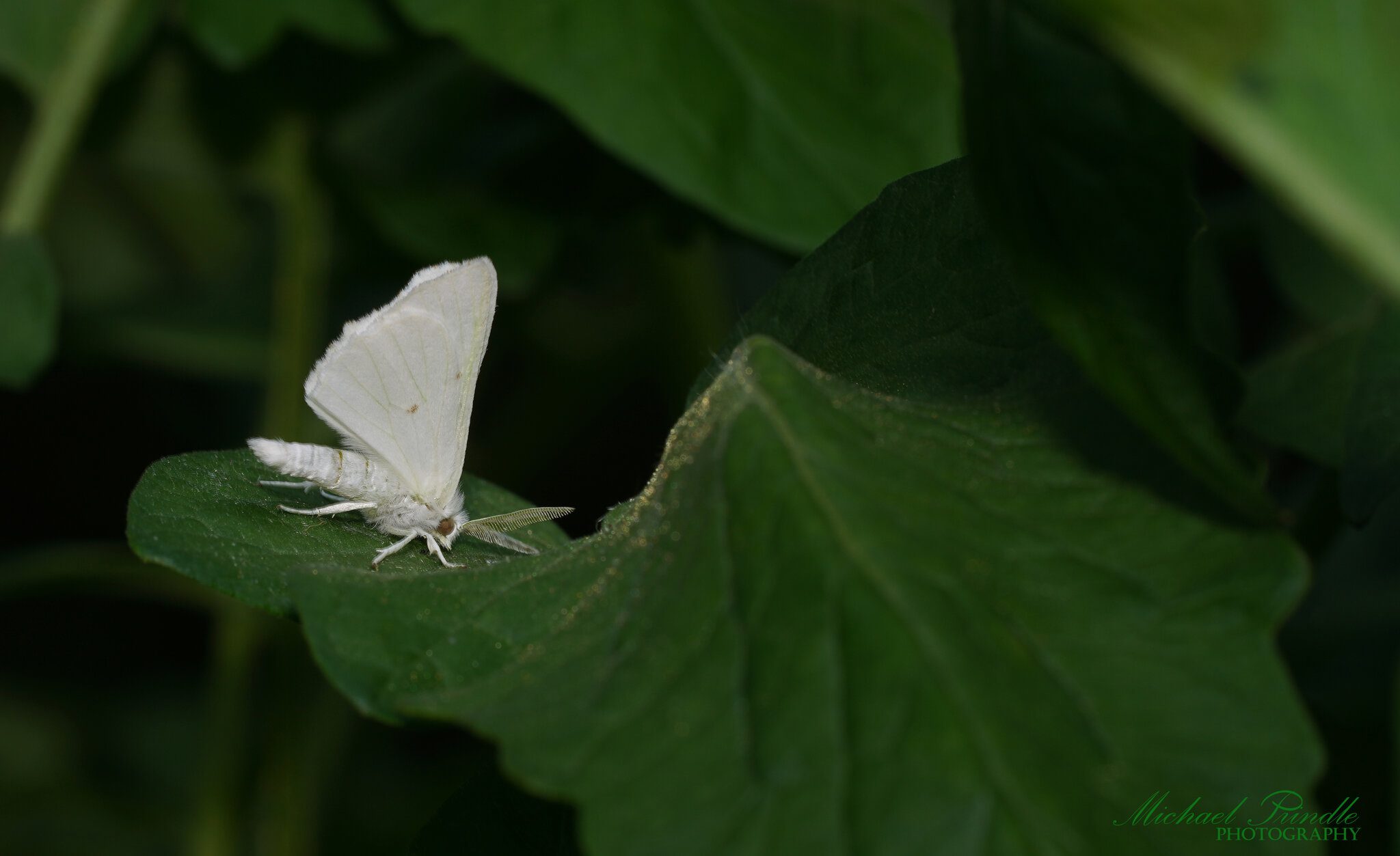 DSC09405-A Whi Moth sign.jpg