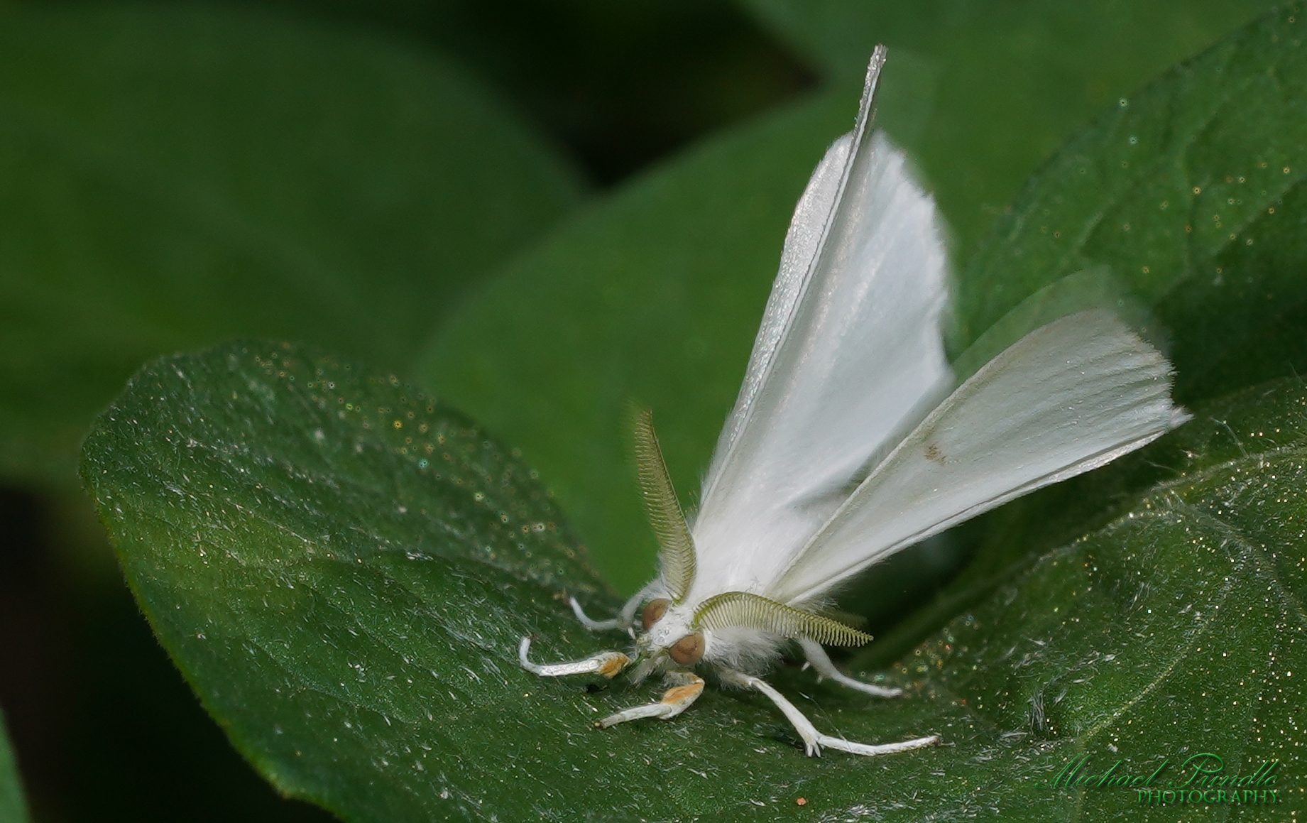 DSC09425-B Whi Moth sign.jpg