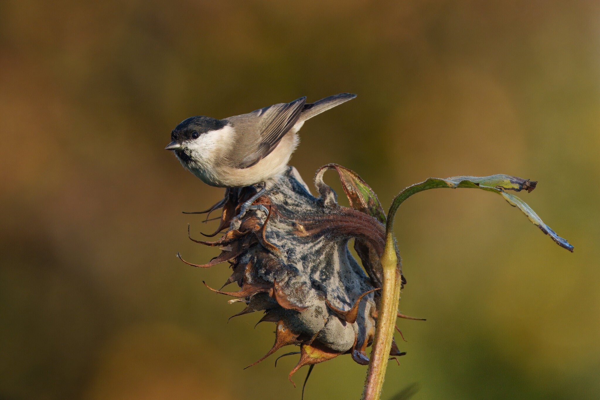 DSC09448 - Marsh Tit.jpeg