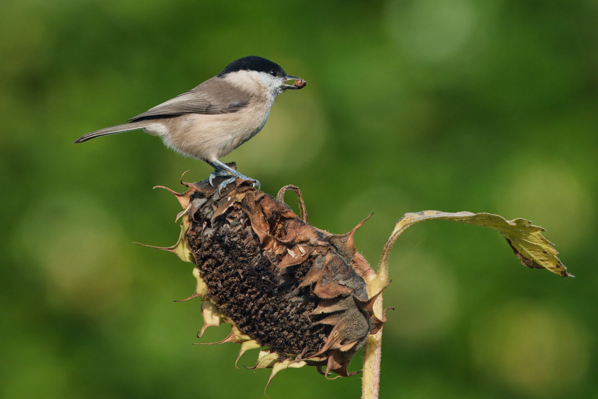 DSC09560 - Marsh Tit.jpeg