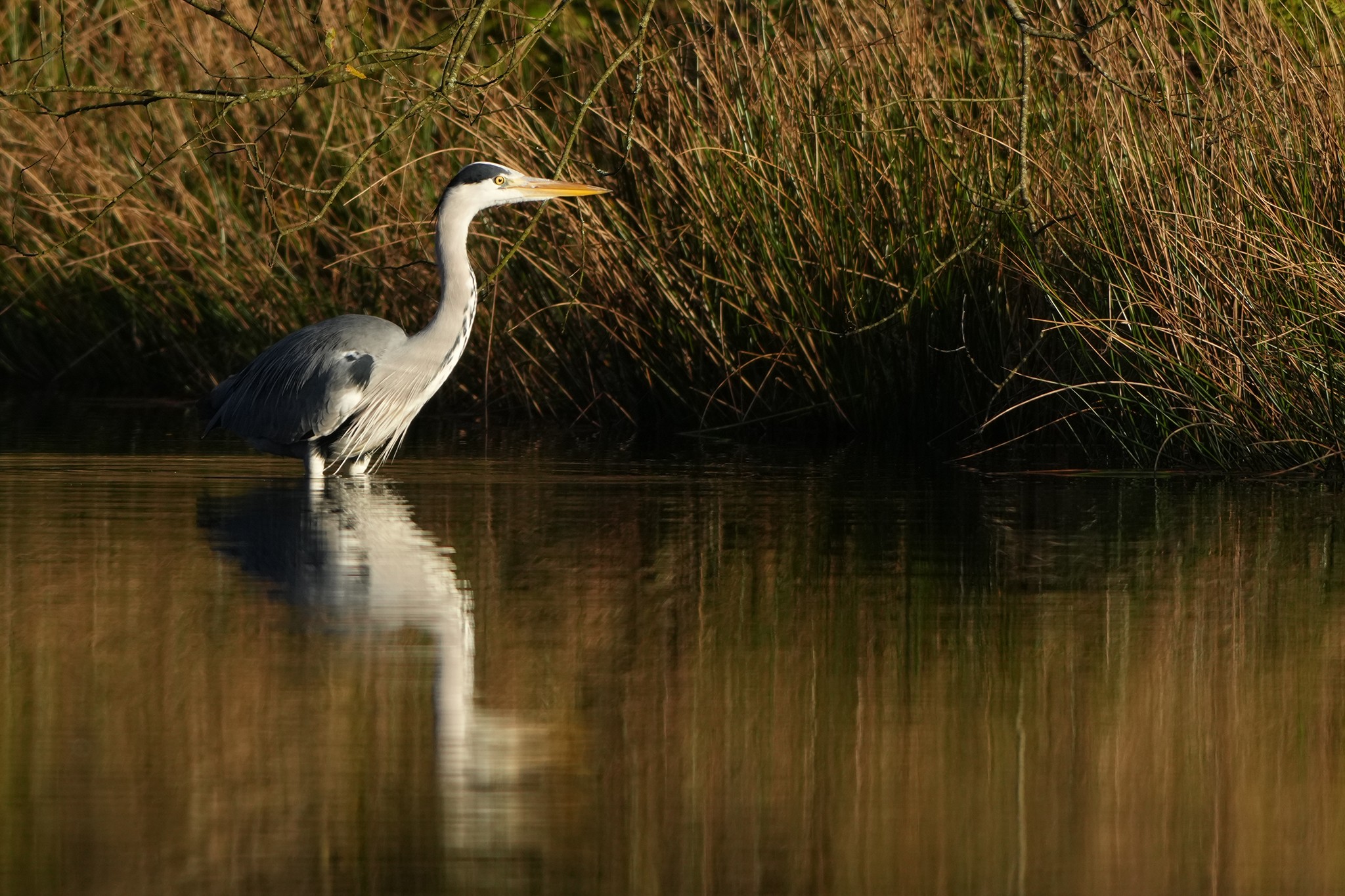 DSC09697-Heron.jpg