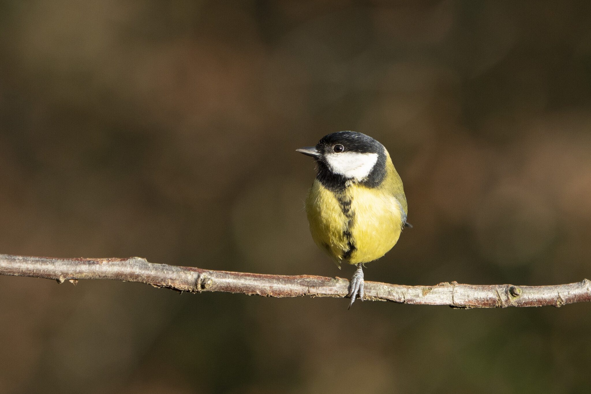 DSC09884-Great-Tit-3000px.jpg